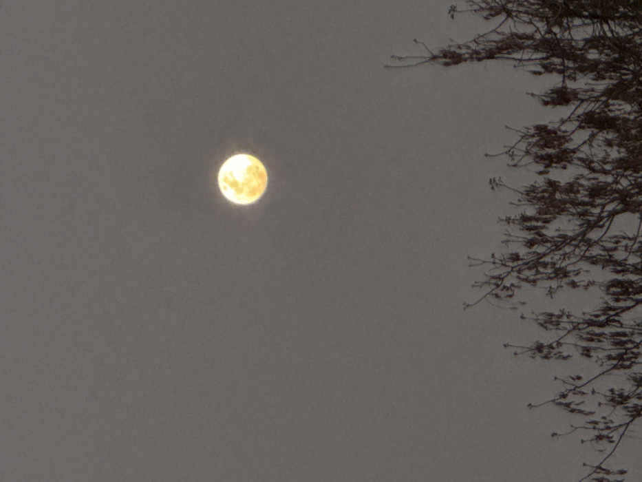 The scene is located in Ban Huai Sai, Thailand, under a nighttime sky. The environment is characterized by a dark grey sky, indicating either heavy cloud cover or significant atmospheric haze. A prominent, circular moon, displaying a bright yellow-orange hue, is centrally positioned in the upper portion of the frame, approximately one-third from the top edge. The moon appears full or nearly full, exhibiting subtle tonal variations across its luminous surface. The lower third of the image features the uppermost canopy of a tree, its dark, intricate branches and sparse, elongated foliage or seed pods silhouetted against the sky. These tree elements form an irregular, jagged profile. No individuals, discernible actions, or additional artificial objects are present in the visible area.