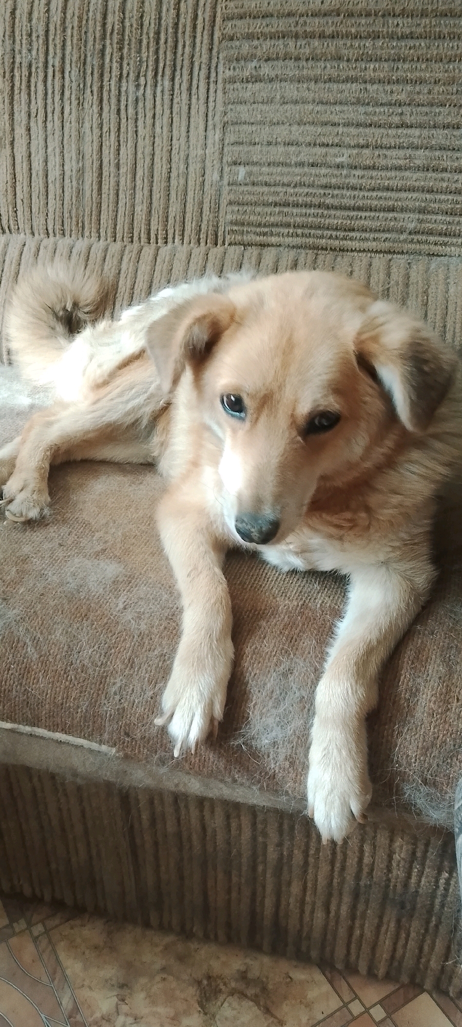 The image shows a light brown dog lying on a brown, corduroy-textured sofa. The dog is positioned diagonally on the sofa, with its head facing towards the right side of the frame and its body extending towards the left. The dog's front paws are resting on the sofa in front of it, and its tail curls up behind its back. Loose fur is visible on the sofa around the dog. The background is the textured surface of the sofa. The floor, partially visible in the lower portion of the image, appears to be tiled. The image quality is slightly grainy. The scene is indoors, likely a domestic setting. No specific landmarks or elements indicating the city of Belgorod, Russia are present in the image.