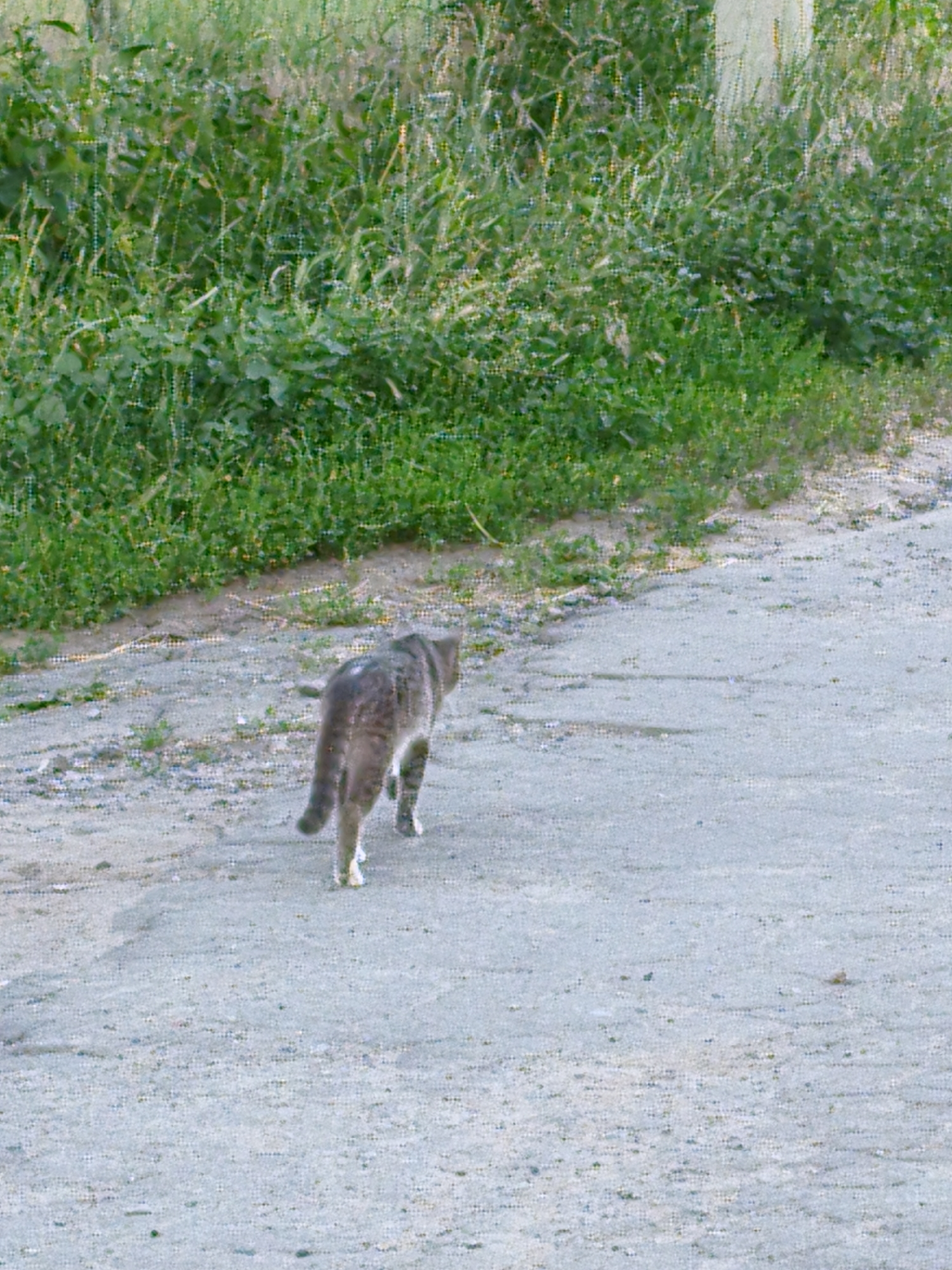 A grey tabby cat walks away from the viewer on a gravel path. The cat is facing away and to the left of the frame. The cat has dark grey tabby markings on its back and tail, and lighter grey fur on its belly and legs. Its tail is held low and slightly curved. The cat's paws are white. The path is light grey and dusty, with some small green weeds growing through it. To the left of the path is a dense patch of tall green grass and foliage. The background is out of focus, but appears to be more greenery and possibly a light-colored wall or structure. The lighting suggests it is daytime, likely sunny, as there are no strong shadows. The scene is outdoors in a natural or semi-rural setting. No people, text, or specific event are visible.