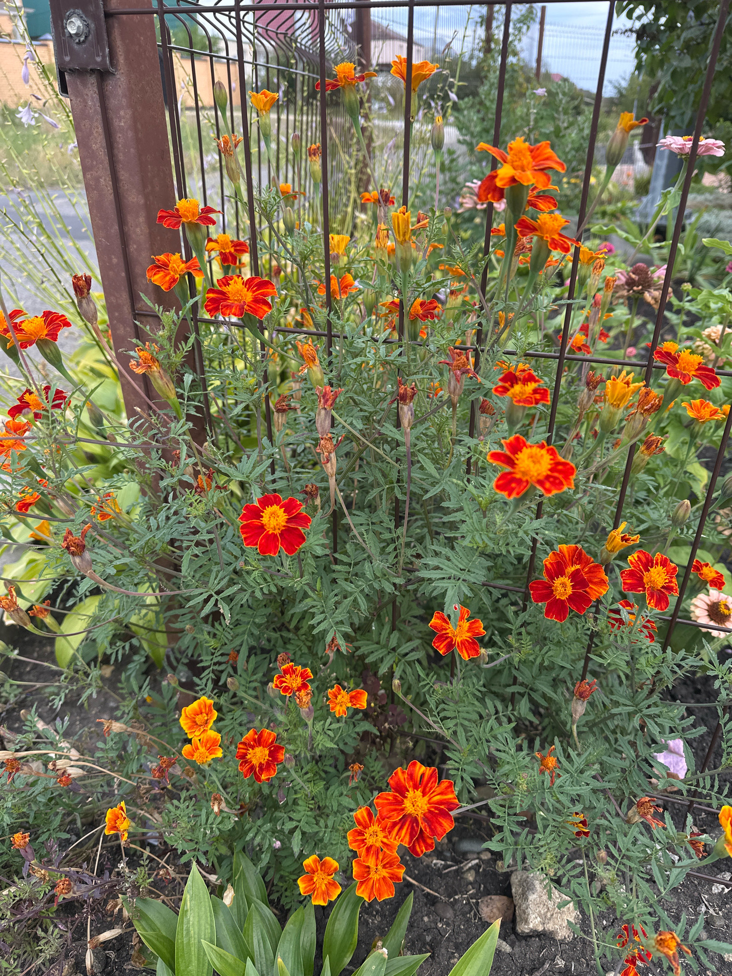 In an outdoor garden setting, a cluster of marigold flowers, predominantly in shades of orange and red with yellow centers, blooms profusely. The flowers are diverse in their stage of development, with some in full bloom, others as buds, and several dried seed heads. The foliage is a deep green, dense, and feathery. The flowers are growing around and through a metal fence, which appears to be made of dark vertical and horizontal bars, showing some signs of rust. A brown metal fence post with a bolt and nut is visible on the left side. In the background, other garden plants, including some with lighter pink and purple flowers, are visible, along with greenery and a hazy sky. The ground beneath the flowers consists of dark soil, small stones, and some dried leaves. There are no people or animals present in the scene. This scene is likely located in Stavropol, Russia, given the context.