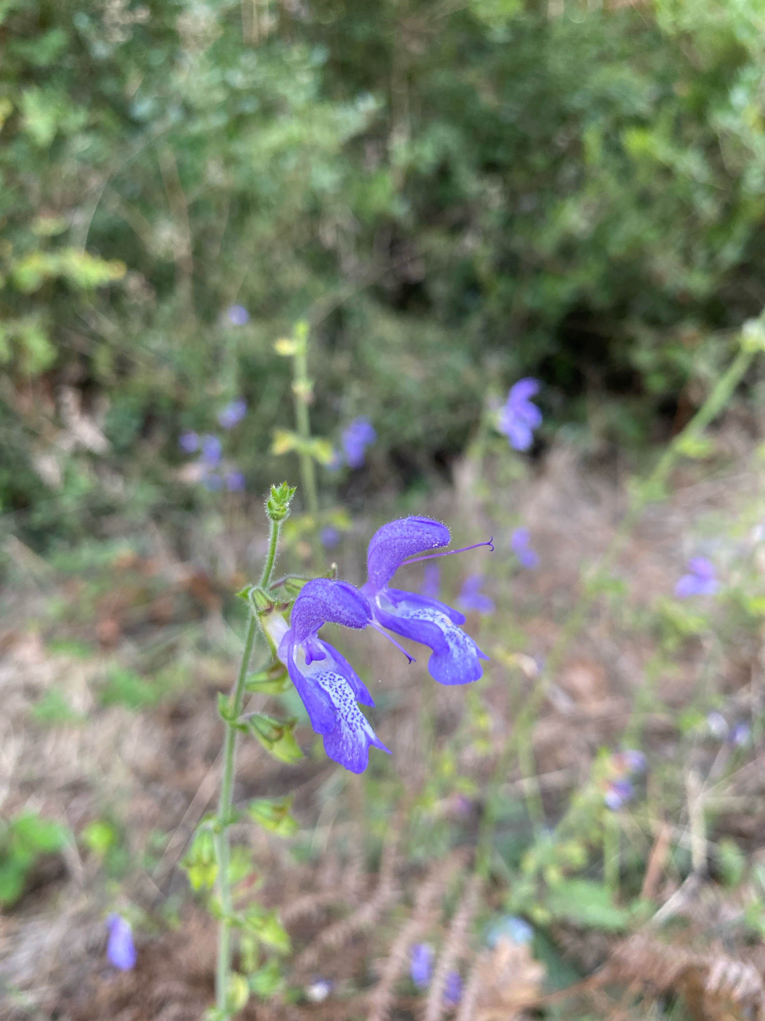 A close-up, vertical shot captures a cluster of vibrant purple salvia flowers in bloom. The primary focus is on a stem with several open flowers and a new bud at the top. The flowers are characterized by their distinctive two-lipped shape, with the upper lip being a deep violet and the lower lip featuring delicate white speckles. The surrounding environment is a soft-focus blur of green foliage and dry, brown underbrush, suggesting a natural, outdoor setting. The lighting is soft and diffused, highlighting the intricate details of the petals. While the image is a nature scene, its specific location within Eyüpsultan, Turkey, cannot be determined from the visual information provided. There are no people, actions, or interactions evident in the frame.