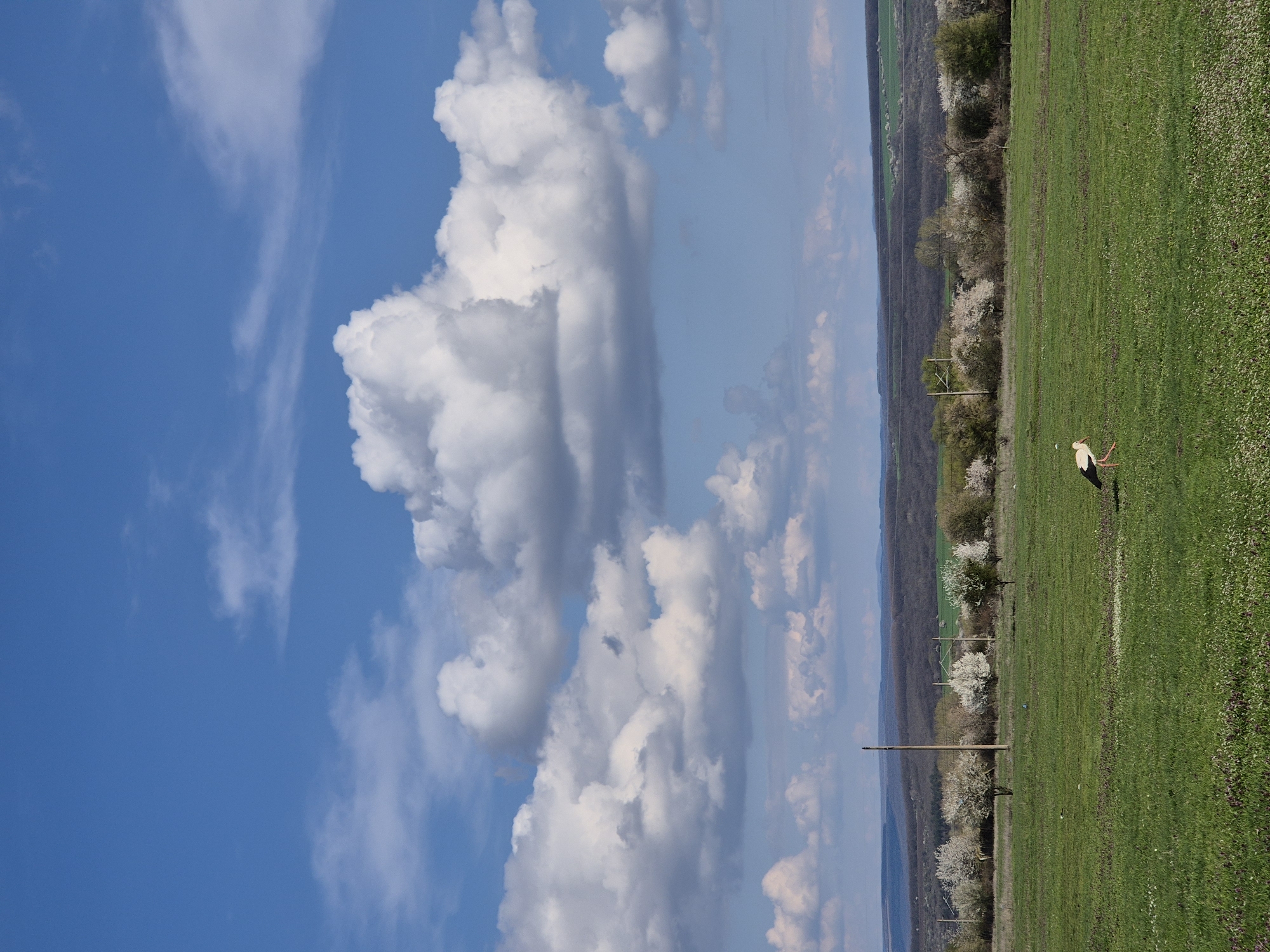 A horizontal outdoor shot displays a sky with patchy white clouds on the left, transitioning to a landscape with green grass and trees on the right, potentially located near Медовина, Bulgaria. A single white stork stands on the grass. In the background, a forested area is visible, bordering the green field. A power pole is situated in the center of the image.