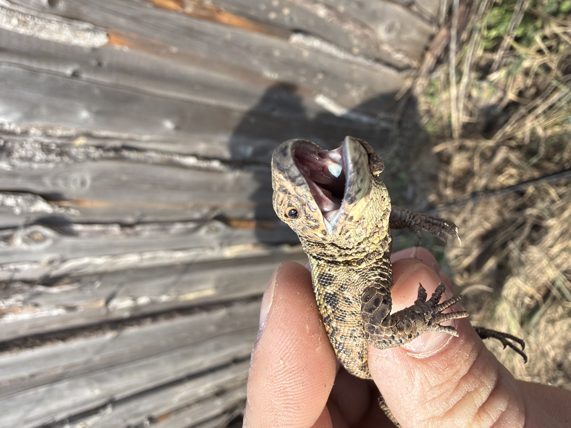 A close-up shot captures a sand lizard, identifiable by its brown and yellow coloration with dark spots, being held by a person. The lizard's mouth is wide open. The person's finger is visible underneath the lizard's body. The background includes weathered, wooden planks and dry vegetation. The location is Chaikovsky, Russia.