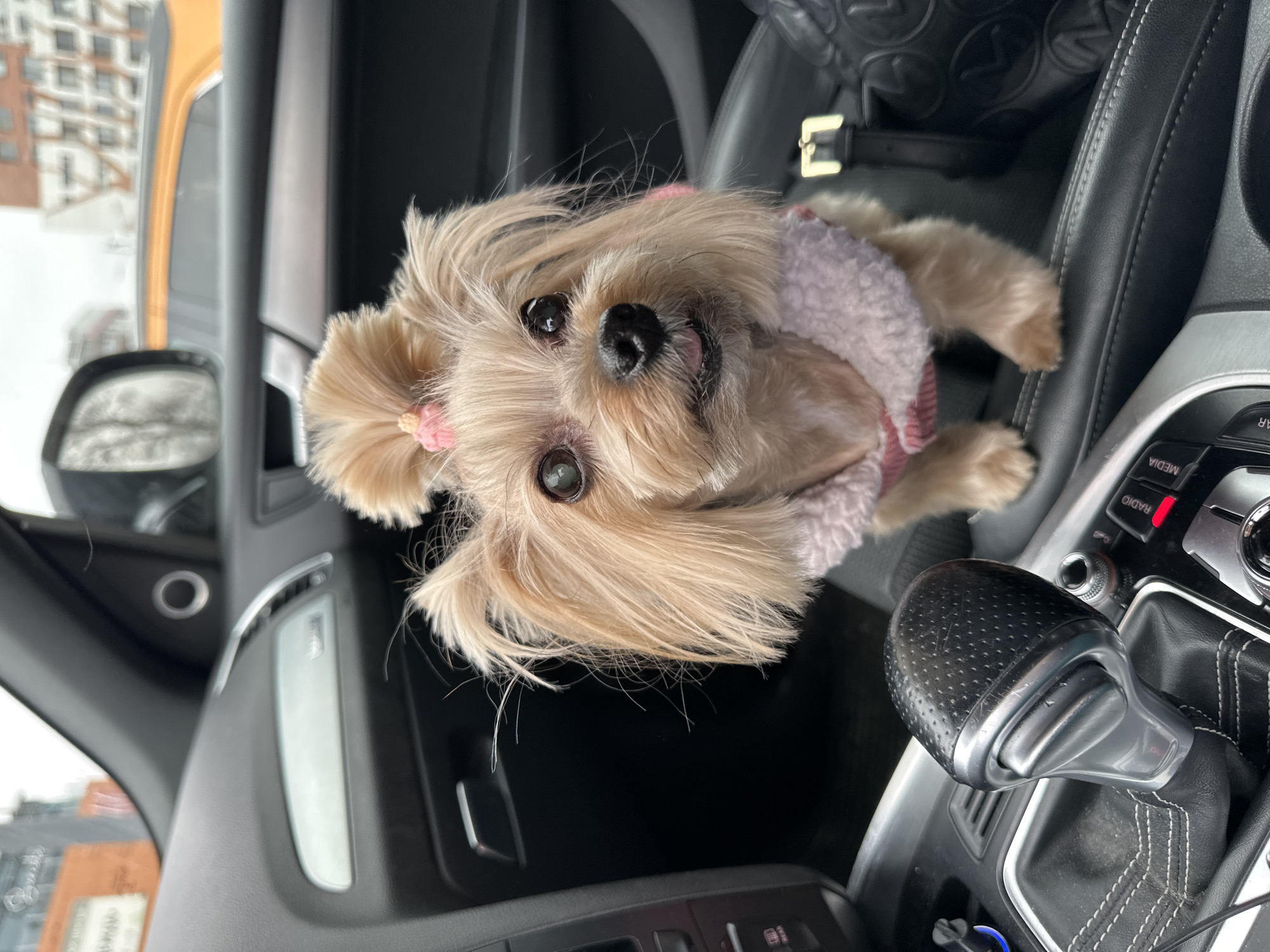 A small, tan-colored dog with long hair and pink hair ties sits in the passenger seat of a car. The dog is wearing a pink and white sweater. The car's gear stick is visible in the lower right of the frame, along with other dashboard elements. Outside the car window, a blurry urban landscape with buildings is visible. Based on the Audi interior and general architectural style visible, it is plausible the photo was taken in a Central European urban environment. However, there is not sufficient information in the photo to definitively place this location in the city of Sofia, Bulgaria.