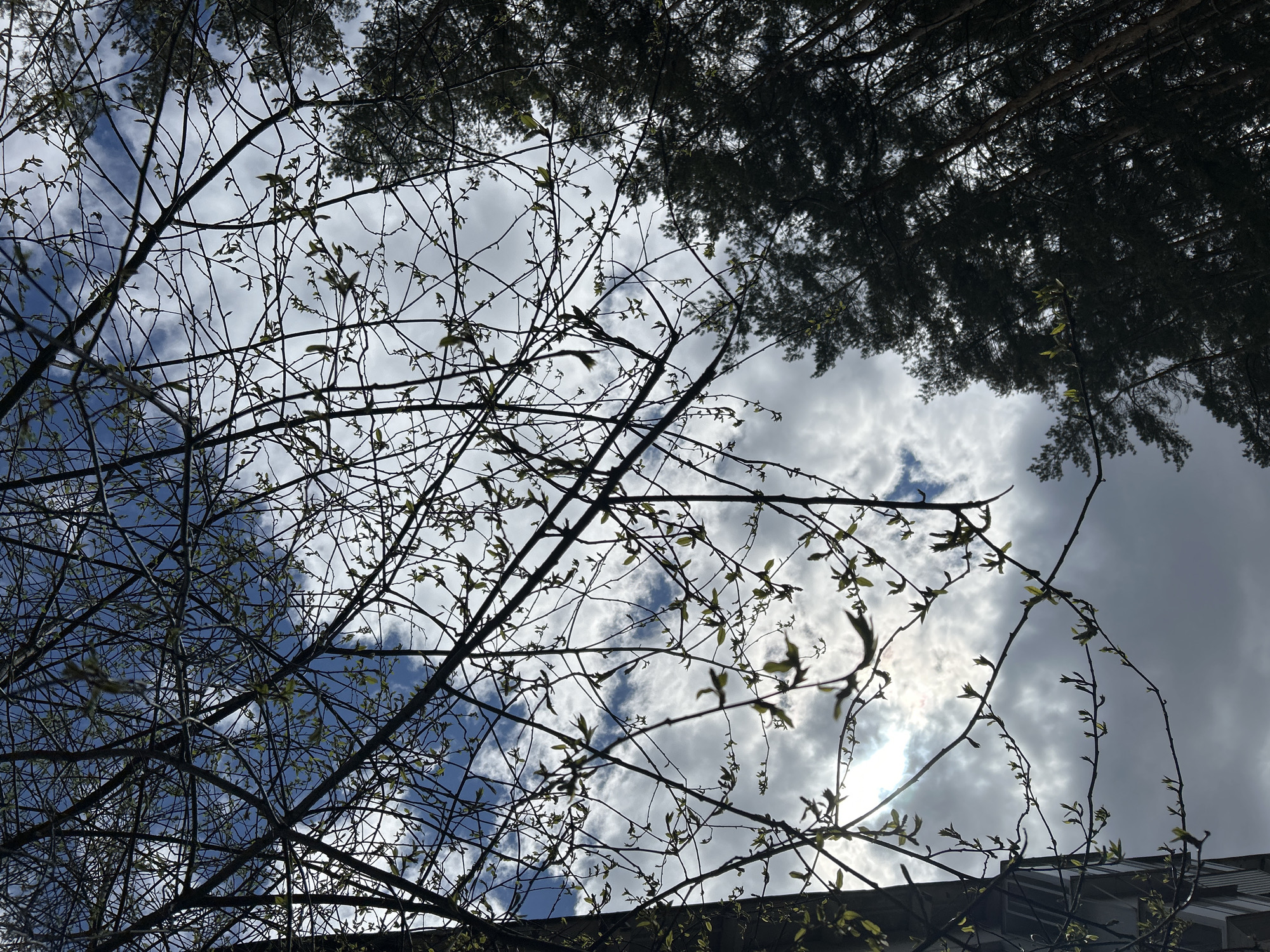 The image shows a view upwards through tree branches towards a cloudy sky. Some of the tree branches have small leaves emerging. At the top of the frame, the dark silhouette of another tree canopy is visible. The location is likely Chaikovsky, Russia, based on the prompt. A portion of a building is visible at the bottom of the frame. The scene is outdoors during the daytime. The sunlight breaks through the clouds. No people are visible in the image.