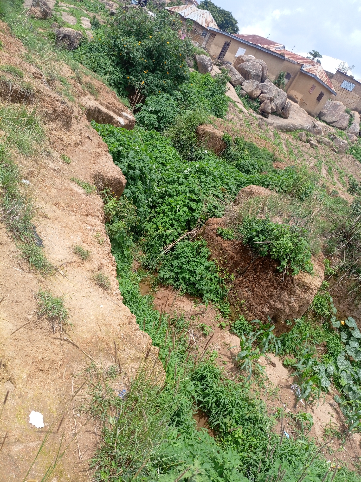 The image depicts a steep, rocky, and overgrown hillside in the city of Jos, Nigeria. The terrain is characterized by a mix of eroded soil, large boulders, and dense green vegetation, including trees, bushes, and grasses. Several small, modestly constructed houses with corrugated metal roofs are visible perched precariously on the slope, some partially obscured by rocks and foliage. The houses appear to be built from stone and mud. The overall scene suggests a rural or semi-urban environment with a rugged landscape. There are no people visible in the image. The sky is overcast with clouds.
