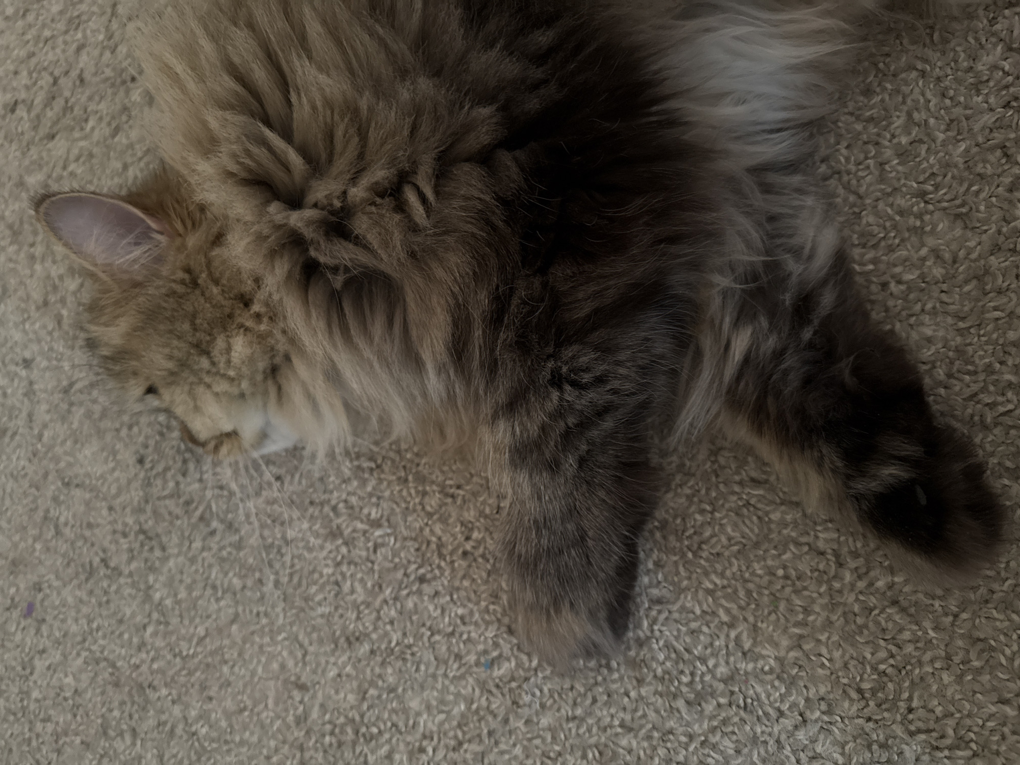 A fluffy cat lies on a carpeted surface. The cat is mostly light brown with darker brown patches and long fur. Its head and one ear are visible on the left side of the frame. A paw, or possibly the cat's body, is positioned on the right side of the frame. The surface is covered in gray carpet with a dense, low pile. There is no indication of the scene taking place in Yekaterinburg, Russia.