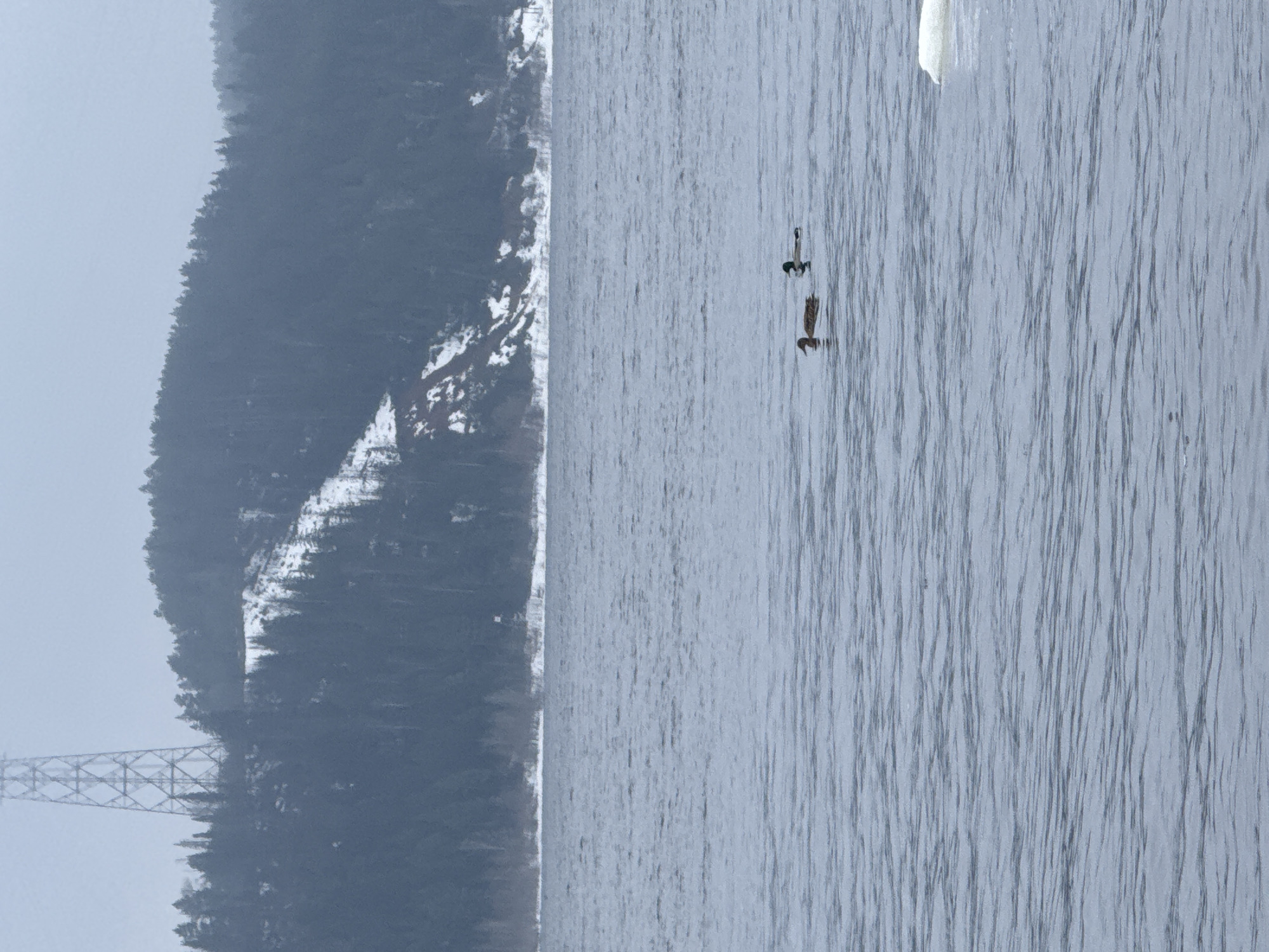 The image shows the Kama River in Chaikovsky, Russia. A heavily forested, snow-dusted hill runs along the left side of the frame, with an electrical transmission tower visible at its base. The river occupies the majority of the image, with the textured water surface suggesting a light wind. Two waterfowl, possibly ducks or geese, are visible in the water. One bird appears to be swimming while the other may be diving.