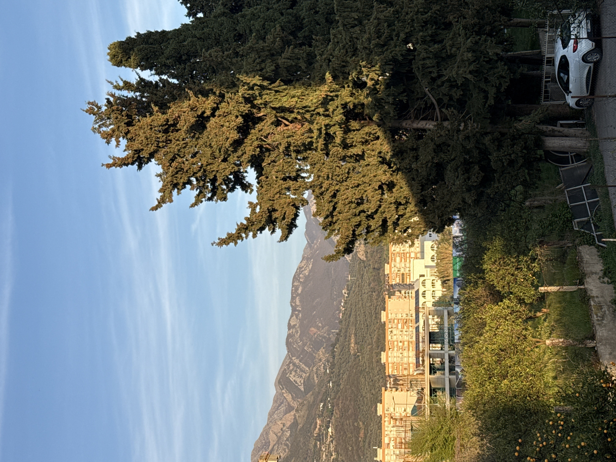 The image captures a scene in Bar, Montenegro, featuring a mountainous landscape and urban development. Dominating the foreground is a large, mature evergreen tree, its branches reaching towards a clear blue sky with wispy clouds. Behind the tree, a mountain range stretches across the horizon. At the foot of the mountains are residential buildings. The lower right corner reveals a mix of vegetation including citrus trees laden with fruit, and grass, along with a concrete pathway. To the right is a parked white car.