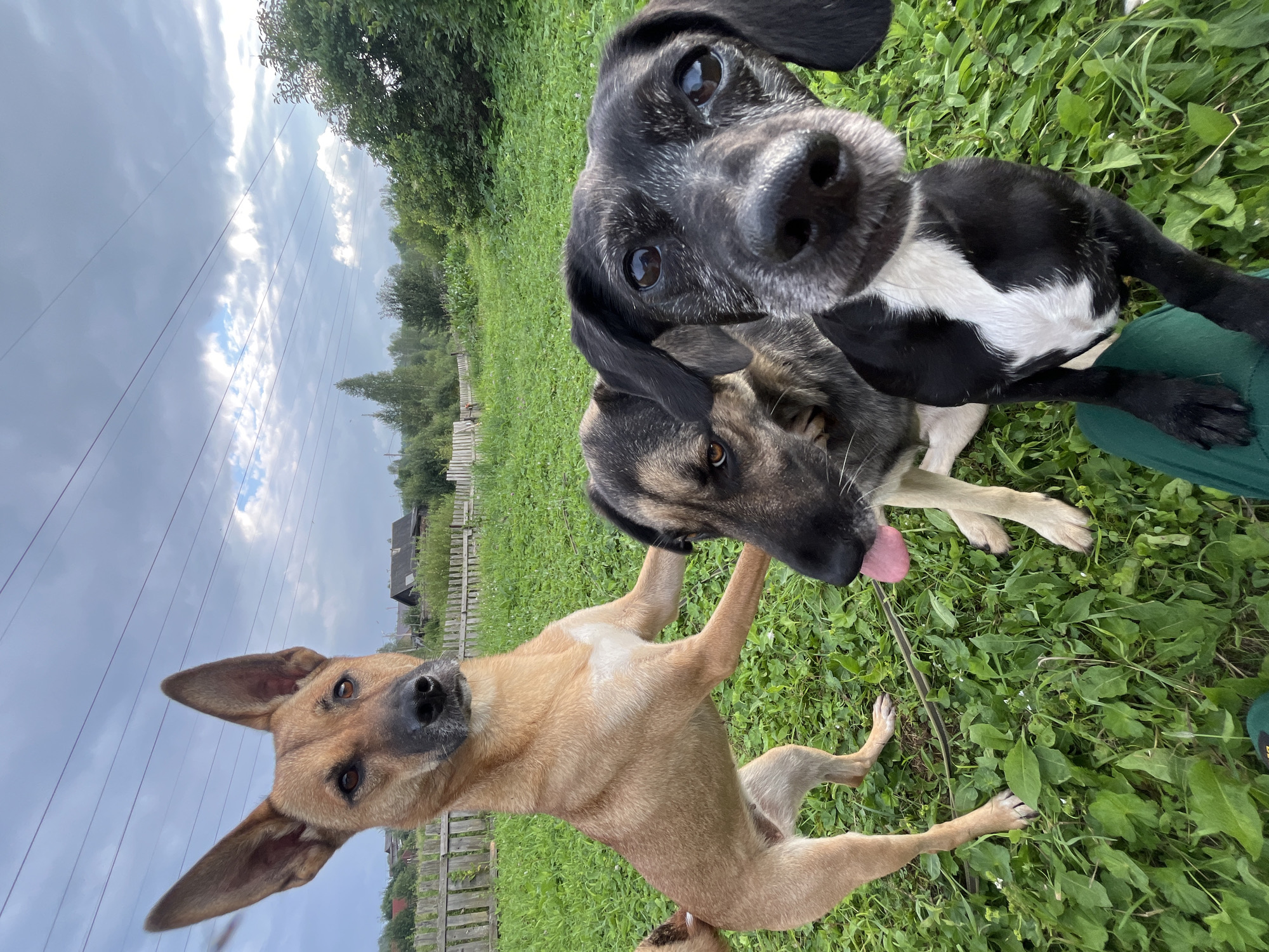 The image depicts three dogs in an outdoor grassy area, likely a backyard or a field, with a wooden fence and some trees in the background. The sky is overcast. The dog in the foreground on the right is black and white, looking directly at the camera with its mouth slightly open. To its left is a larger dog with grey and brown fur, also looking towards the camera. On the left side of the image, a tan-colored dog is standing on its hind legs, with its front paws on the back of the grey and brown dog, and its head turned to the side, appearing to look at the camera. The dogs are in focus, while the background is slightly blurred. There is no indication of the city of Nizhny Tagil, Russia, in the image itself.