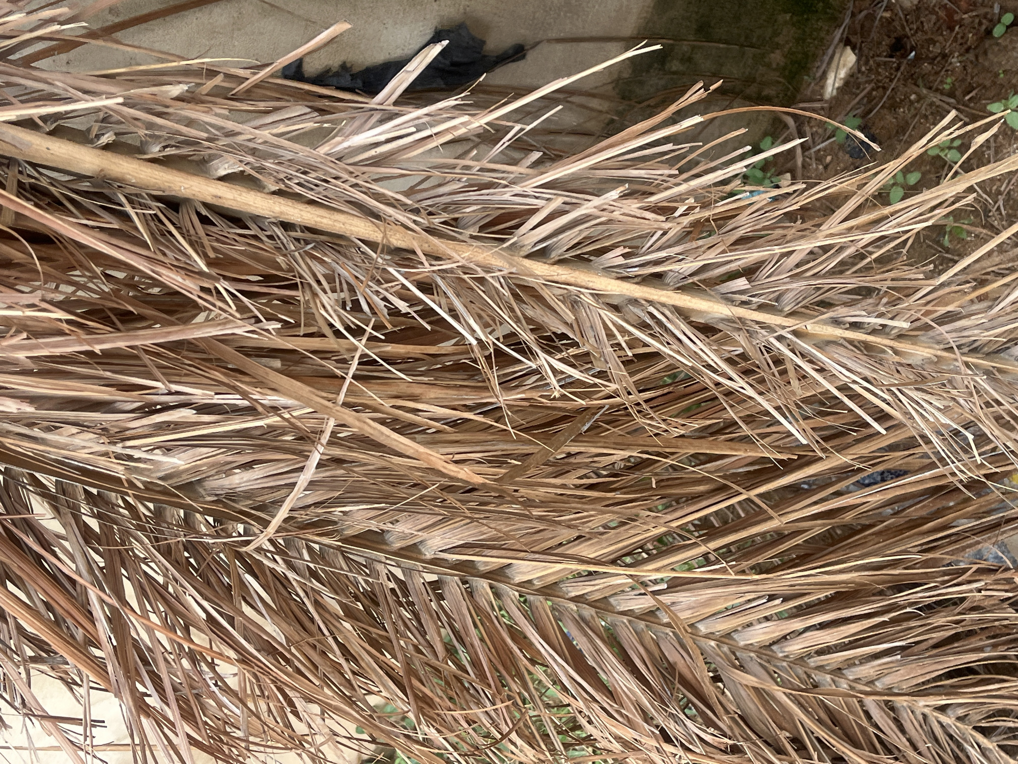 A close-up, vertical, outdoor, medium shot captures a dense arrangement of dried palm fronds against a textured, beige wall. The fronds, varying in shades of brown, from light tan to dark rust, overlap and crisscross, creating a sense of depth and fullness. Some fronds are long and thin, while others are wider and flatter. A thick, central stem, also brown and dry, runs vertically through the frame, further supporting the fronds. In the lower right quadrant of the image, a patch of green foliage is visible, suggesting the presence of some low-lying plants. To the right of the fronds, the wall appears to have a greenish, moss-like growth, particularly towards the bottom. Near the top right edge of the wall, a dark, amorphous object, possibly a piece of fabric or plastic, is partially obscured by the fronds. The ground beneath the fronds, visible in the lower portion of the image, is composed of dry soil and small debris. The scene suggests a natural or semi-natural environment, possibly a yard or the edge of a garden, in Jalingo, Nigeria, where dry vegetation is a common sight. There are no people or visible signs of human activity beyond the wall and the debris.