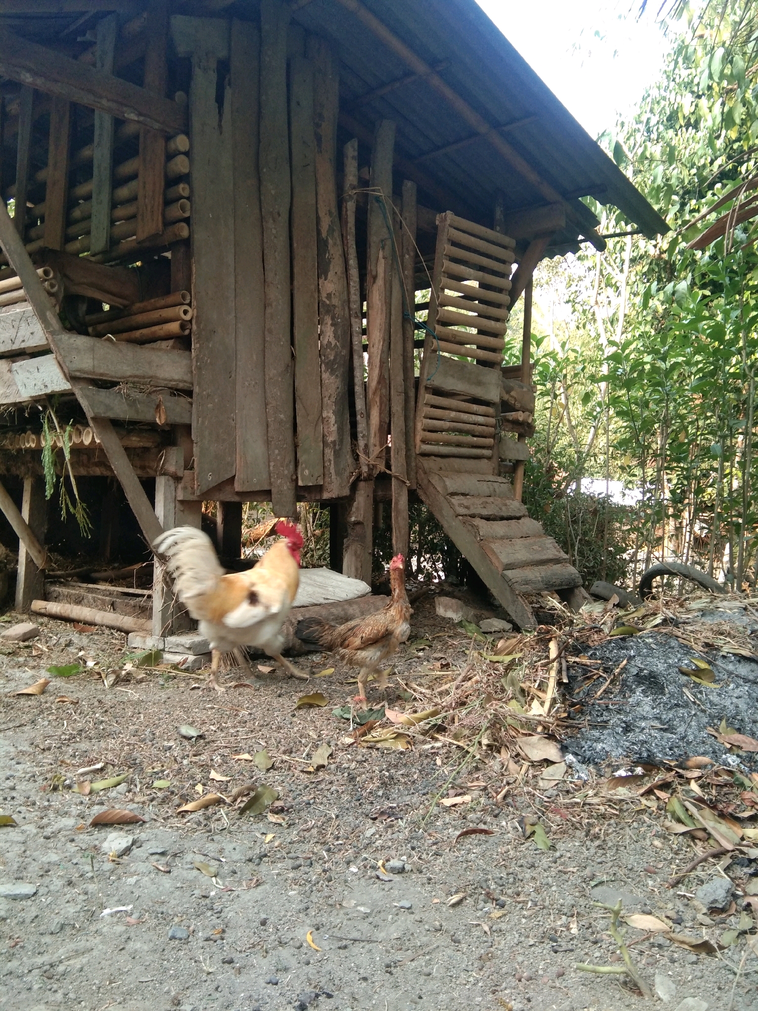 In Karangsambung, Indonesia, a rustic chicken coop made of weathered wood and bamboo stands amongst lush greenery. A rooster with a striking cream and light brown plumage, a bright red comb, and a dark spot on its back is captured mid-stride. To its right, another chicken, predominantly brown, pecks at the ground. The coop features a wooden ramp with visible planks leading up to a higher level. The surrounding ground is covered with dirt, scattered dry leaves, and debris, with a pile of ash and burnt material visible to the right. The scene is bathed in natural light, suggesting it was taken during the daytime.