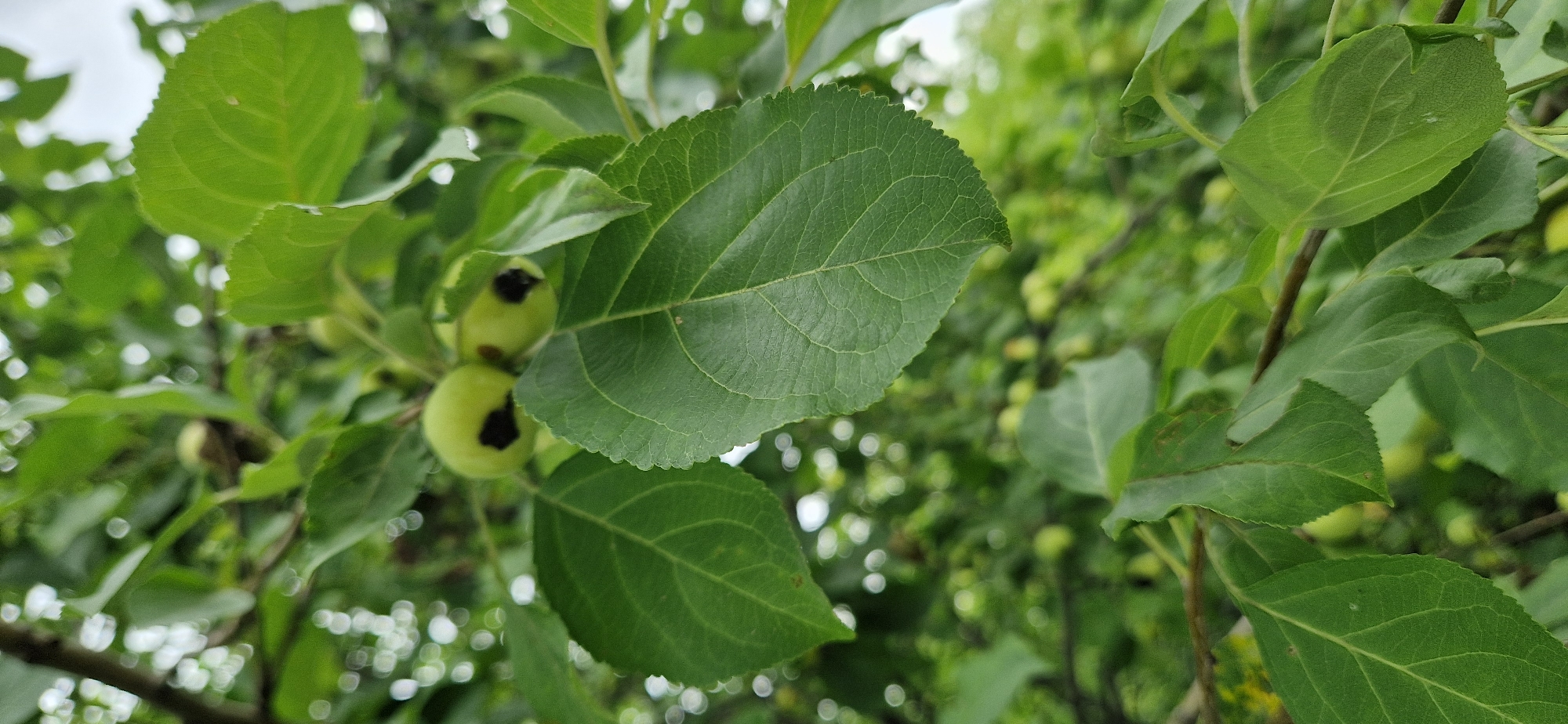 The image shows a close-up view of a tree branch with green leaves and two small, unripe apples. The apples are round and have dark, damaged spots on their surfaces. The leaves are oval-shaped with serrated edges and visible veins. The background is blurred, suggesting a shallow depth of field, and consists of more green foliage and some bright, out-of-focus circles of light, possibly indicating a bright sky or sunlit areas. The overall setting appears to be outdoors, likely in a garden or orchard. No people or specific urban features are visible, so the location cannot be determined beyond being outdoors in a natural environment.