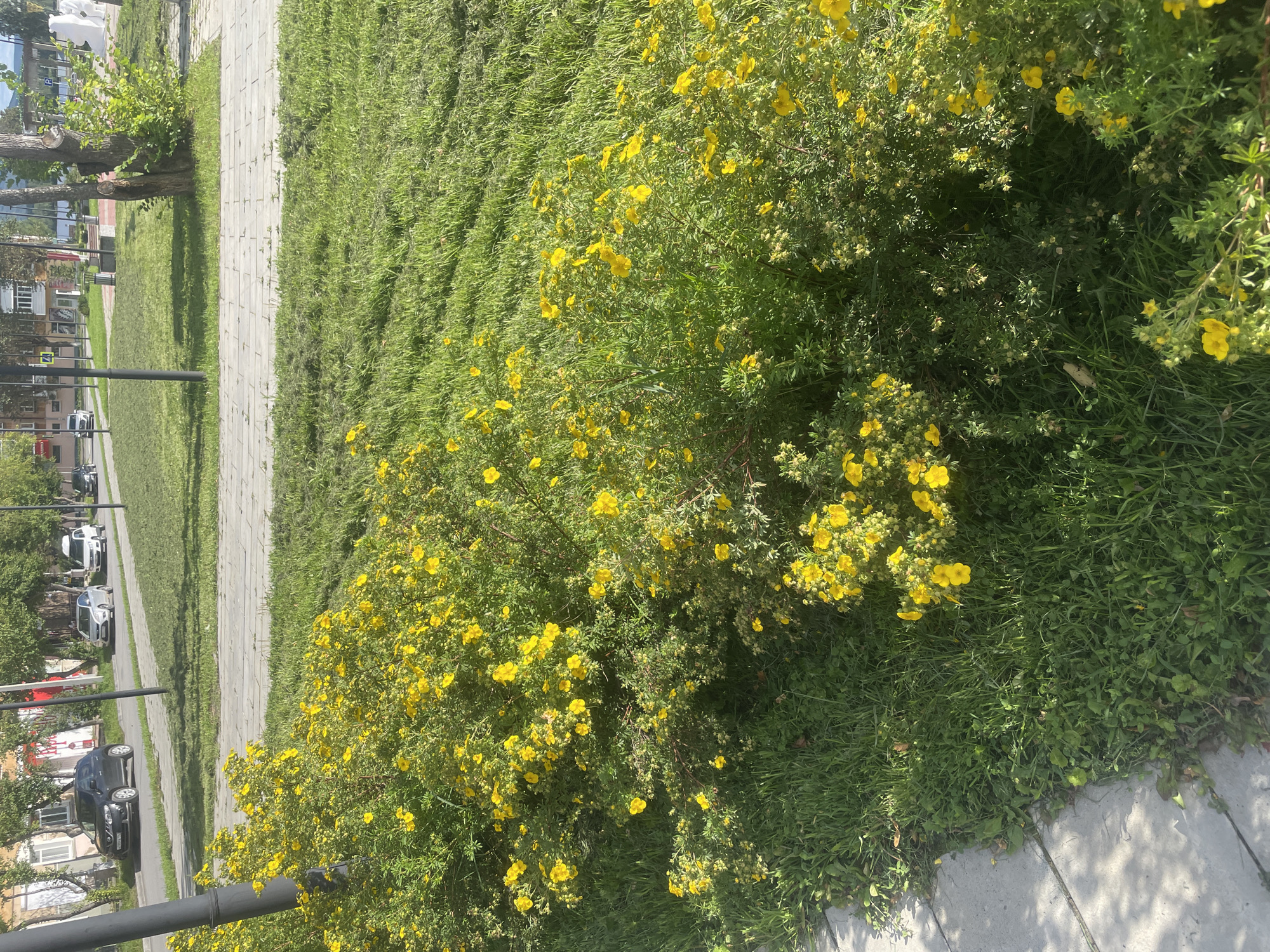 The image captures a street scene in Verkhny Tagil, Russia, bathed in bright sunlight. In the foreground, a lush bush with numerous small yellow flowers dominates the frame, interspersed with vibrant green grass. A concrete pathway runs along the left edge of the image. In the mid-ground, a neatly manicured lawn slopes gently upwards towards a paved walkway. Beyond this, a street is visible with several cars parked and driving. The background reveals buildings and trees, suggesting an urban environment. The overall impression is a sunny day in a residential or public area of the city, with a focus on the natural elements in the foreground.