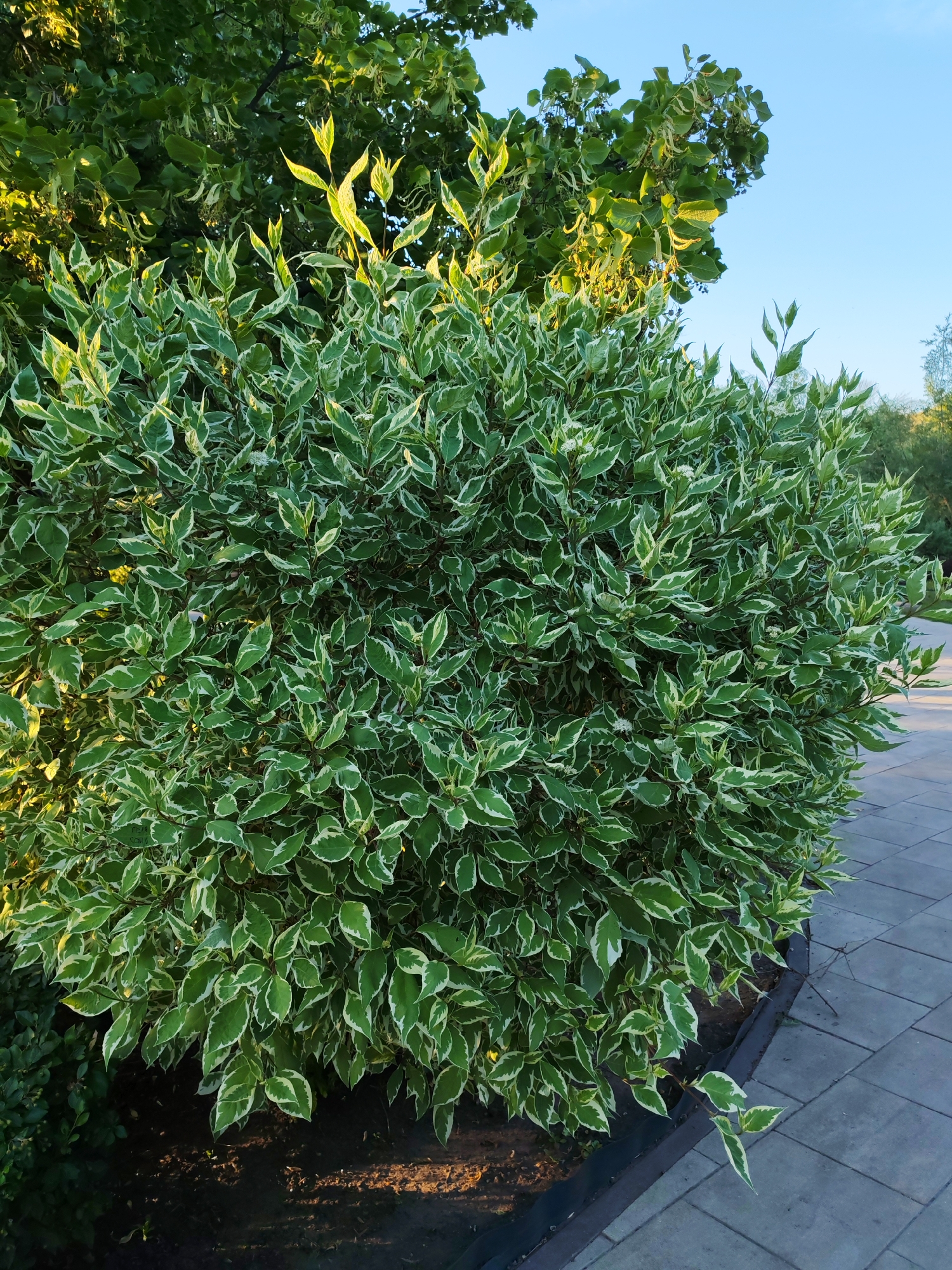 This image depicts a large, bushy plant with variegated green and white leaves, situated outdoors next to a paved walkway. The plant is dense and appears to be healthy. Behind it, taller trees with green foliage are visible, and the sky above is clear and blue. The scene suggests a well-maintained outdoor area, possibly a park or garden. There is no indication of people or specific landmarks that would place this image in Volsk, Russia.