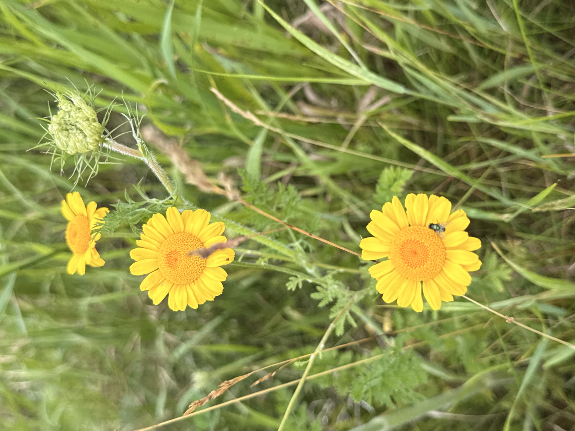 In the city of Masionys, Lithuania, this image captures a close-up view of three bright yellow daisies growing amidst lush green grass and foliage. The foreground features a single daisy in sharp focus, its vibrant petals radiating from a textured orange center. A small dark insect, possibly a fly, is perched on one of the petals. Behind it, slightly out of focus, are two more daisies, one more prominently than the other. To the right of the middle daisy, a pale green, spiky flower bud, likely of a Queen Anne's Lace, is visible. The background is a soft blur of green, indicating a natural, outdoor environment. The overall impression is one of a tranquil, sunlit meadow.