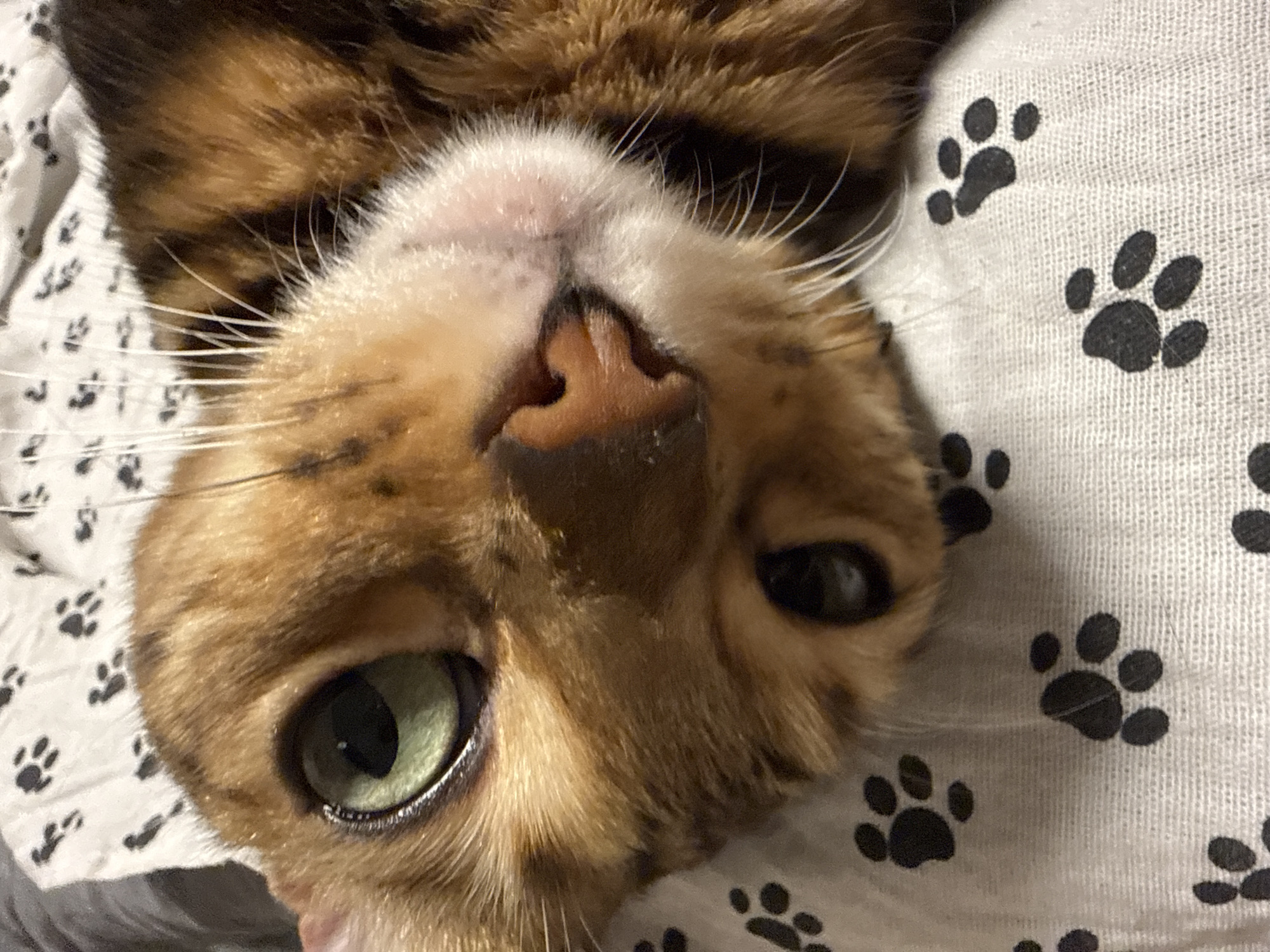 The image is a close-up, low-angle shot of a domestic cat's face. The cat is oriented upside down, with its head facing towards the top of the frame. Its fur is a mix of brown and black tabby markings, with lighter cream-colored fur around its muzzle and nose. One of the cat's eyes is a striking green, with a visible pupil. The other eye is less visible and appears darker. The cat's nose is a prominent pinkish-brown, with visible whiskers.
The cat is lying on a white fabric that is decorated with a repeating pattern of black paw prints. The fabric appears to be a blanket or a piece of clothing. The background is slightly out of focus, with hints of gray and dark fabric. The lighting appears to be artificial, possibly from an indoor setting. There are no people or other animals visible in the frame. The overall impression is one of intimacy and comfort, with the cat appearing relaxed and perhaps slightly sleepy. The focus is entirely on the cat's face and its immediate surroundings. There is no visible text in the image. The provided location context of Izhevsk, Russia, does not offer specific visual cues within the image itself, but implies the general geographic setting of this domestic scene.