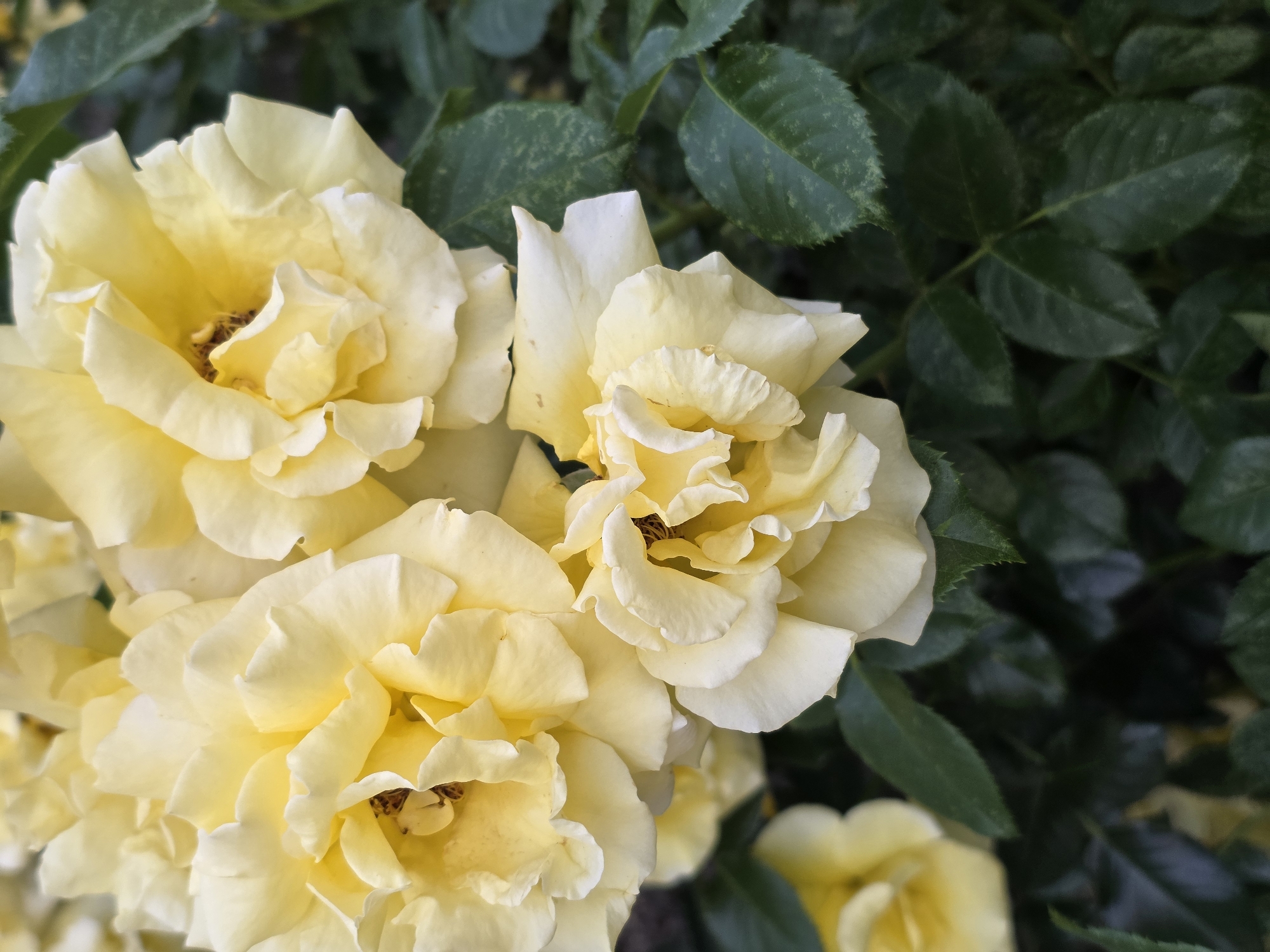 This is a close-up, eye-level shot of several light yellow roses with dark green leaves in the background. The roses are in full bloom, with many delicate petals layered on top of each other. The texture of the petals is soft and slightly ruffled. The center of the roses reveals darker brown stamens. The leaves are lush and varied in shade, some appearing lighter green with slight speckling, while others are a deep, dark green. The lighting suggests it might be daytime, with soft light illuminating the flowers. The overall impression is one of natural beauty and tranquility. No people, text, or specific location cues are visible beyond the implied natural setting of a garden or park in Chaikovsky, Russia, inferred from the provided context.