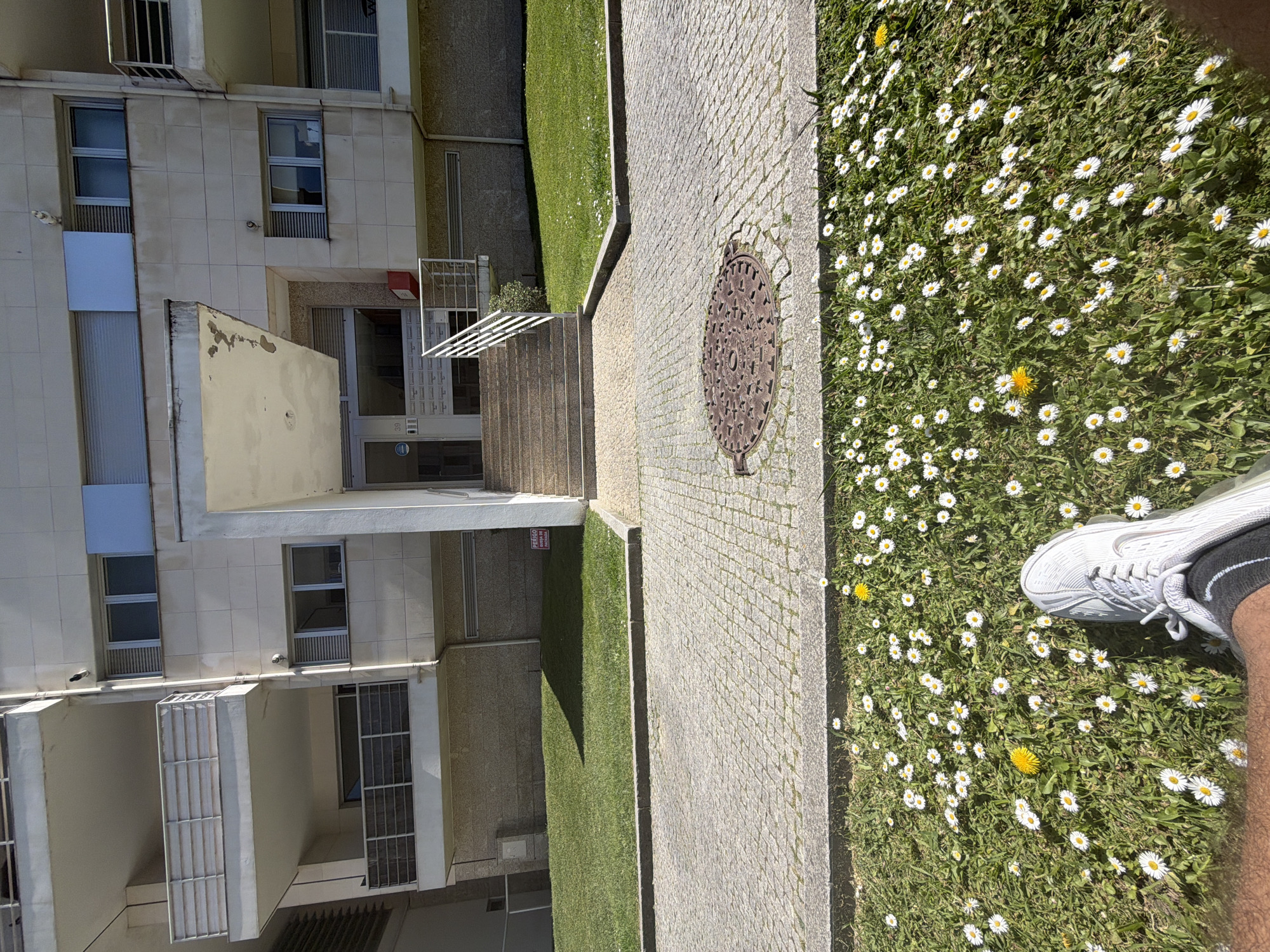 This is an outdoor shot of an apartment building entrance in Porto, Portugal. The building has a light-colored facade with windows and balconies. A short flight of stairs leads to the entrance, which is marked with the number 39. A manhole cover is embedded in the cobblestone path leading to the entrance. The right side of the path is bordered by a patch of grass filled with daisies and a few dandelions. The lower right corner of the image includes a white sneaker and a person's leg.