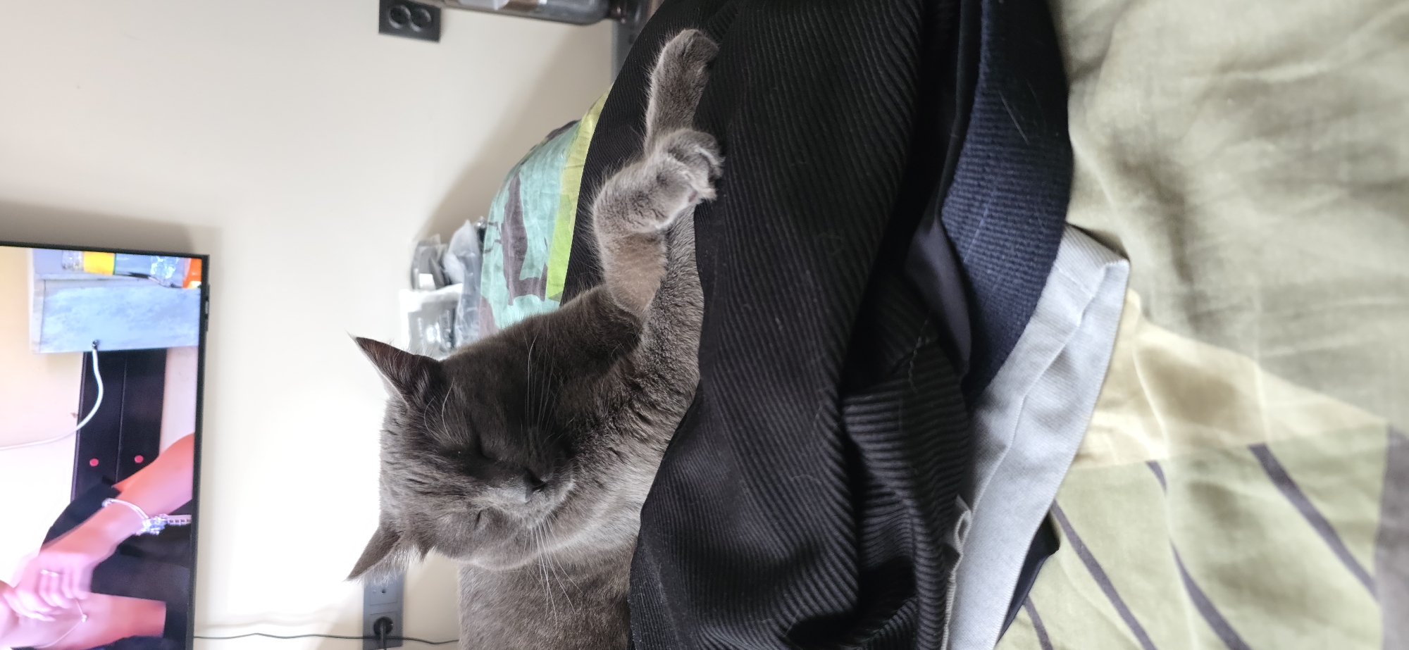 A gray cat is resting on a pile of dark clothing in an indoor setting. The cat has its eyes closed and one paw extended. In the background, a television screen is visible, displaying an image of a person wearing jewelry. The wall behind the television has an electrical outlet. The scene appears to be a bedroom or living area.