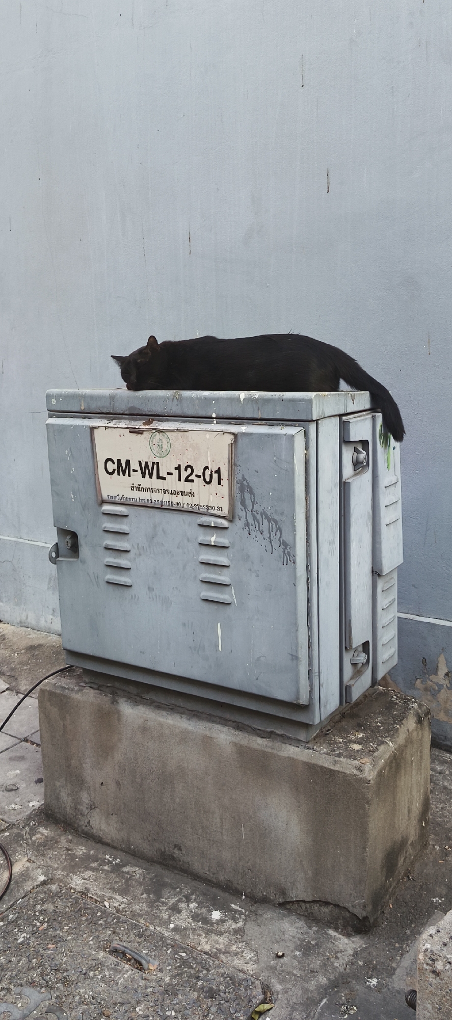 A black cat is captured in a full-length shot, lying peacefully and asleep on top of a large, weathered grey utility box. The cat is stretched out horizontally across the box, with its head resting towards the left and its tail extending to the right. A small green or yellowish ribbon is visible near its tail, hanging from the side of the box.
The grey utility box has a rectangular white sign on its front. The sign prominently displays the code "CM-WL-12-01". Below this, Thai text is visible, reading "สำนักการจราจรและขนส่ง" (Office of Traffic and Transport), followed by "ราชกาวี ห้วยขวาง โทร 09-9515179-80 / 02-2752830-31" (Ratchada Huai Khwang, Tel 09-9515179-80 / 02-2752830-31). The box is supported by a sturdy, stained concrete base.
The scene takes place outdoors, likely in an urban area of Bangkok, Thailand, indicated by the Thai text on the utility box. A plain, light grey wall forms the background, while cracked pavement or ground, with a black cable, is visible in the foreground. The lighting suggests it is daytime, with soft, ambient light illuminating the scene, creating a calm and tranquil atmosphere as the cat rests undisturbed.