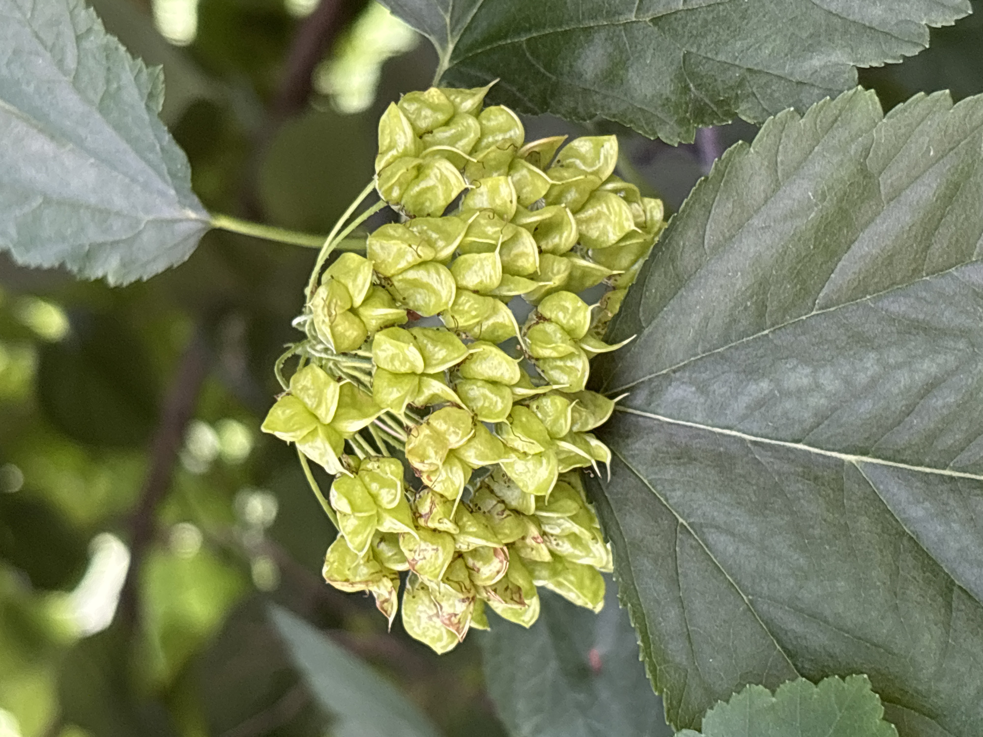 This is a close-up, outdoor photograph of a cluster of light green seed pods on a plant, surrounded by dark green leaves. The seed pods are roughly spherical and composed of many individual, wing-like structures that are slightly translucent and have some reddish-brown markings. They are clustered together on thin stems, forming a somewhat rounded bunch.
The leaves are large, with visible veins and serrated edges. The lighting suggests it is daytime, likely with diffused sunlight as there are no harsh shadows. The background is blurred, showing more greenery and some soft, out-of-focus highlights, indicating a natural, outdoor setting such as a garden or park. There is no discernible activity or event taking place; the image focuses on the botanical details of the seed pods and leaves. No text is visible in the image.