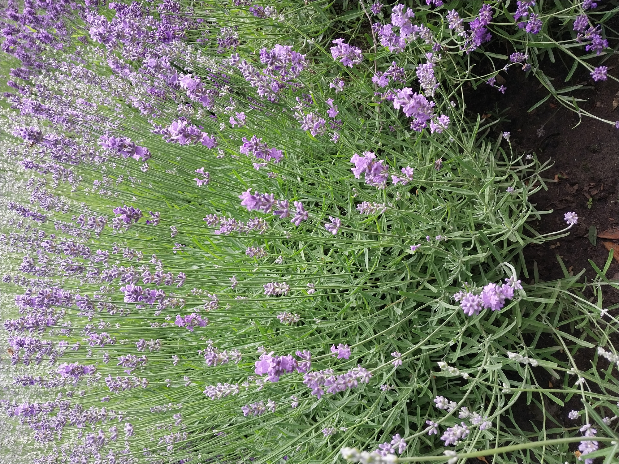 The image depicts a dense field of blooming lavender in Dnipro, Ukraine. The lavender plants are characterized by their tall, slender green stems topped with clusters of small, fragrant purple flowers. The flowers are in various stages of bloom, with some appearing as tightly closed buds and others fully open. The plants are tightly packed together, creating a textured carpet of purple and green. The ground beneath the lavender appears to be dark soil, with some fallen leaves and debris scattered on the surface. In the upper portion of the image, there are some lighter colored plants, possibly a different variety of lavender or another flowering plant, adding a subtle contrast to the predominant purple hue. There are no people or animals visible in the image. The scene is one of natural beauty, likely a park, garden, or agricultural field.