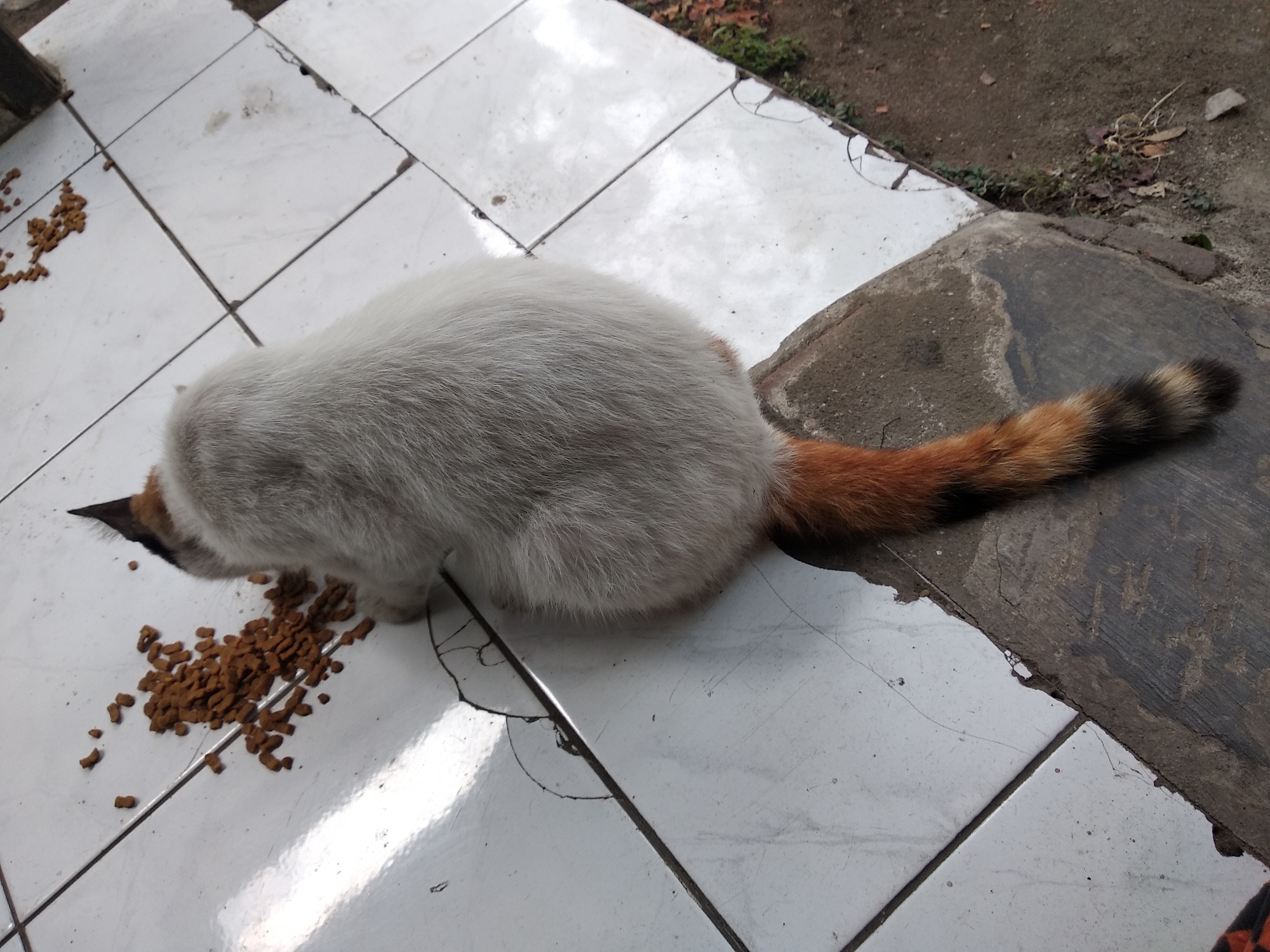 A medium shot captures a domestic cat with a light gray and white coat, and a tri-colored tail, eating dry kibble scattered on a cracked white tiled surface. The cat is positioned on the left side of the frame, with its head down, obscured by its fur, as it consumes the food. To the right of the cat, the tiled surface transitions to a rough, darker gray concrete or stone surface. The background is blurred, showing dirt and some sparse vegetation. The scene appears to be outdoors, possibly a patio or walkway, with debris and fallen leaves visible in the background. The lighting suggests it is daytime. The location is Balaraja, Indonesia.
