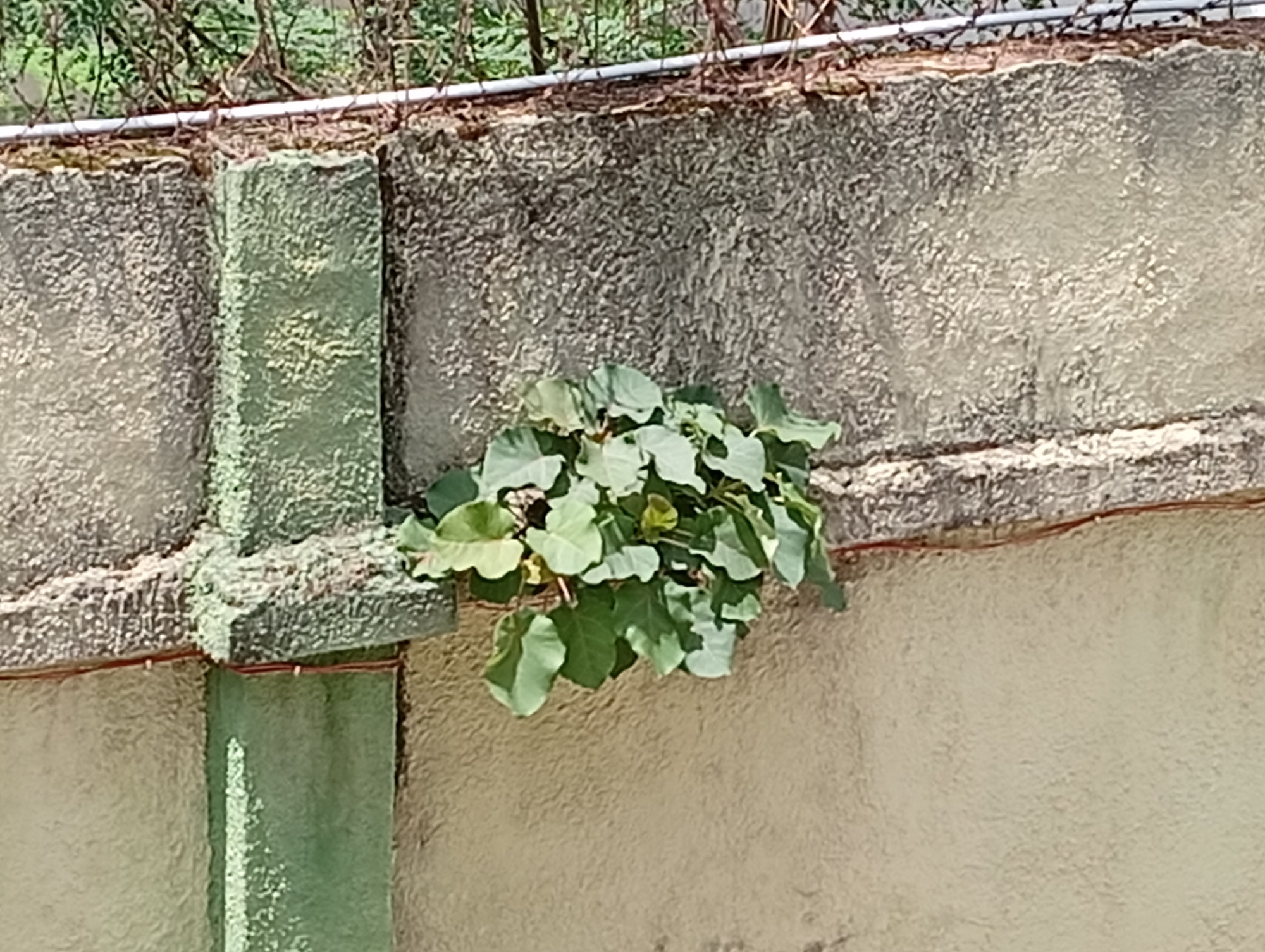 Image depicts a section of a weathered, textured concrete wall, likely a perimeter wall, in Dutsen Alhaji, Nigeria. The wall is divided into sections by a green concrete pillar. A bush with round, light green leaves is growing out of the wall, obscuring part of the structure. Barbed wire is visible along the top of the wall, suggesting security measures.