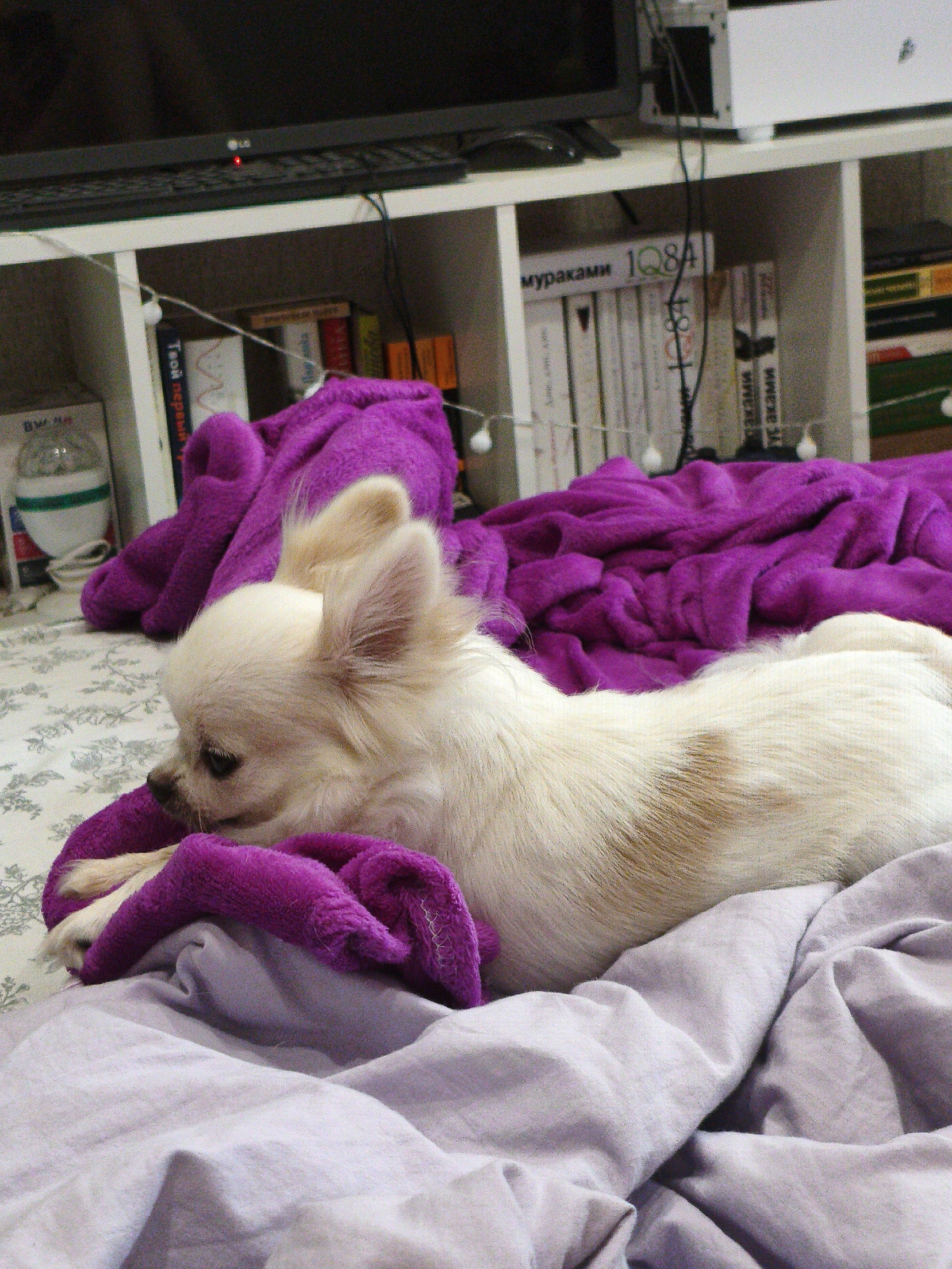 A small, cream-colored chihuahua with tan markings is resting on a bed with purple and light purple blankets. The dog is facing to the left and is partially covered by the purple blanket. Behind the dog, a white shelf unit is visible, with books and other items on its shelves. A television is mounted on the wall above the shelf. The scene appears to be indoors, in a bedroom or living area. There is no indication of the city of Chelyabinsk, Russia.