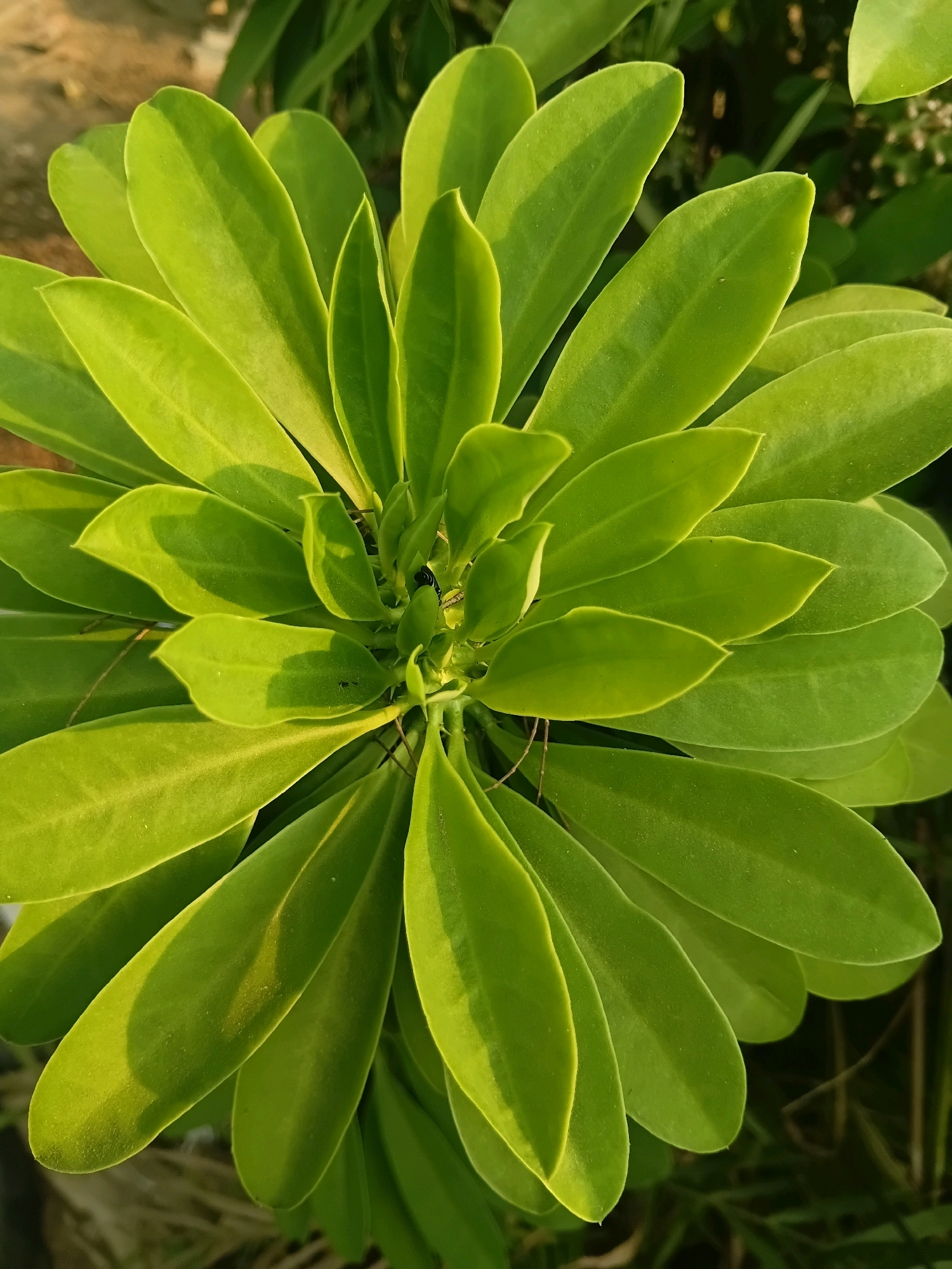 A close-up, overhead shot captures a vibrant green plant with oval-shaped leaves spiraling outwards from a central point. The leaves are illuminated by natural light, creating subtle shadows and highlighting the plant's texture. A few tiny black insects are visible on some of the leaves. The background is softly blurred, showing hints of dry soil and other foliage, suggesting an outdoor setting. The image appears to have been taken in Cikal, Indonesia, where such plants are common in gardens or natural areas.