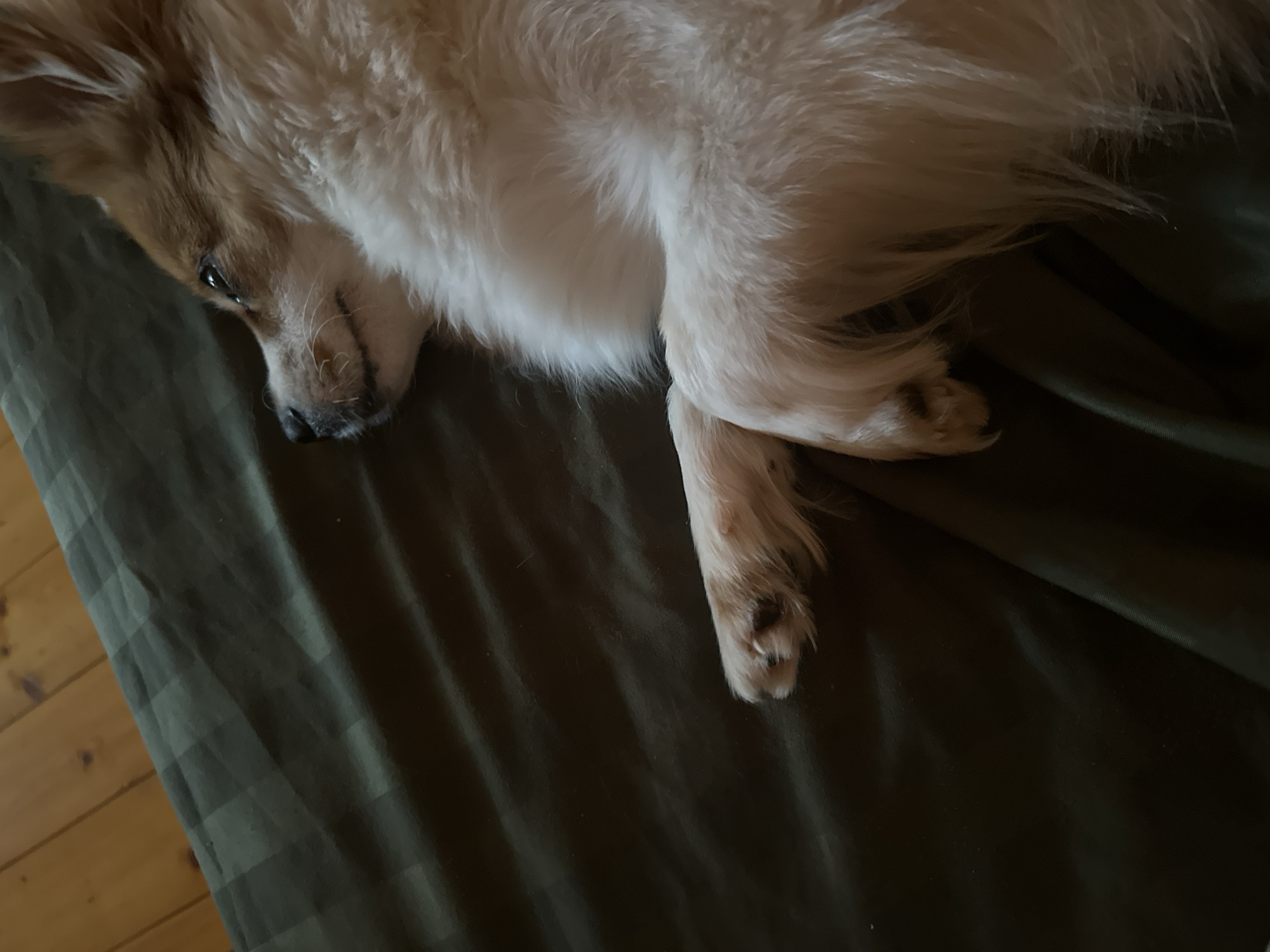 A light-colored domestic canine, appearing to be a Spitz-type breed, is depicted lying on its right side on a dark green textile surface, presented as occurring in Kazan, Russia. The animal exhibits predominately cream to white fur with light brown or ginger markings on its head and dorsal areas. Its head is oriented towards the upper right quadrant of the frame, with its eyes partially open and directed slightly upwards. A subtle upturn at the commissure of the lips suggests a relaxed or contented expression. Its front paws are curled underneath its chest, while the body extends diagonally across the lower right of the image. The dark green textile, possibly bedding, displays a faint checkered pattern. In the upper left quadrant, a portion of a wooden plank floor with a reddish-brown hue is visible, featuring discernible grain patterns. The scene is illuminated, highlighting the dog's fur and creating soft shadows.