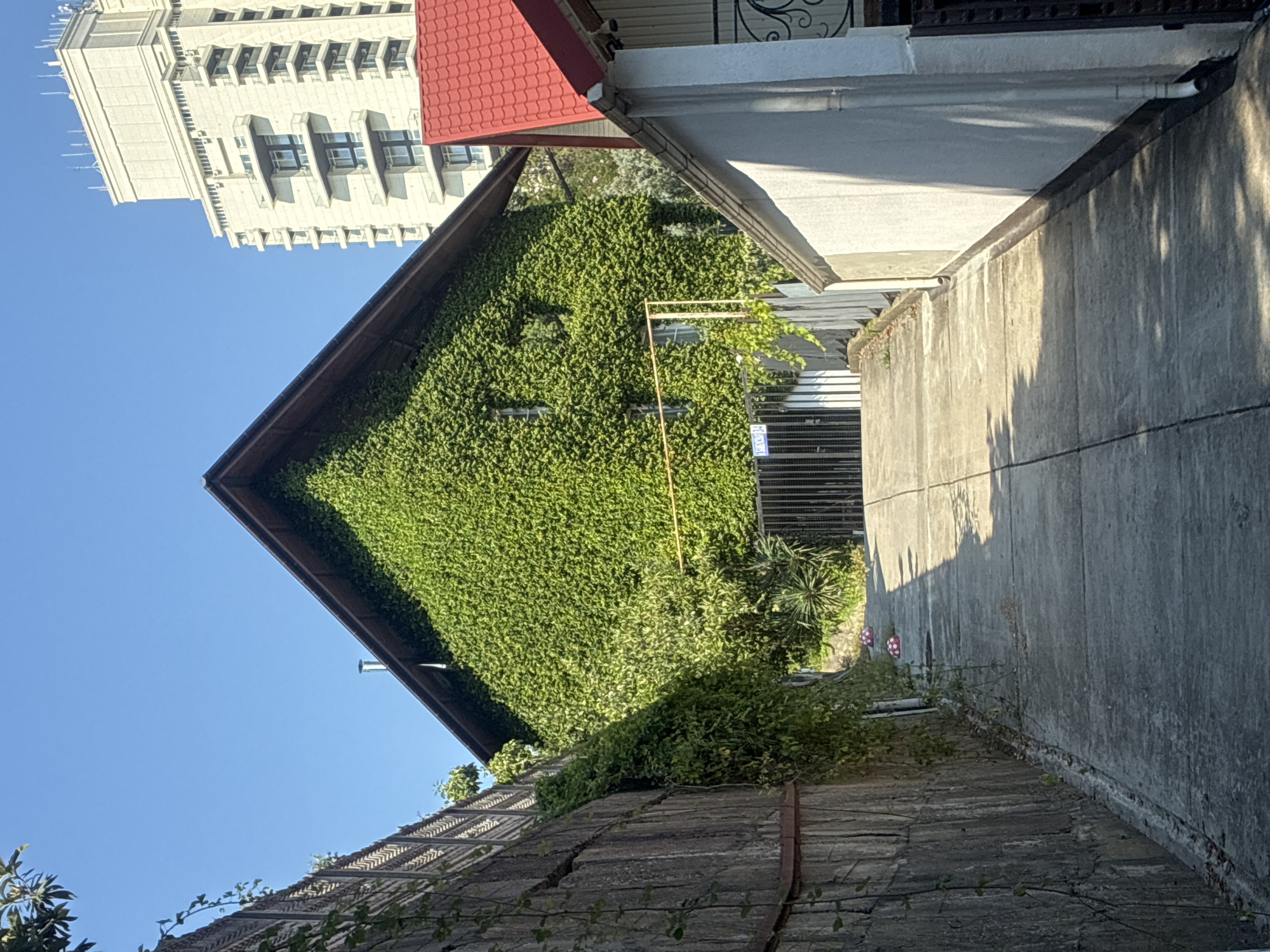 The image shows a pathway leading towards a house covered in lush green ivy. The house has a prominent gabled roof. To the right, a building with a red tiled roof is partially visible, and further in the background, a tall, modern apartment building stands against a clear blue sky. The pathway is paved with concrete and is lined by a textured stone wall on the left and a white wall on the right. There are several round, red and white objects placed along the pathway further up. The scene is illuminated by bright sunlight, casting shadows on the ground. The environment appears to be a residential area. There are no people visible in the image. The image was taken in the city of Sochi, Russia.
