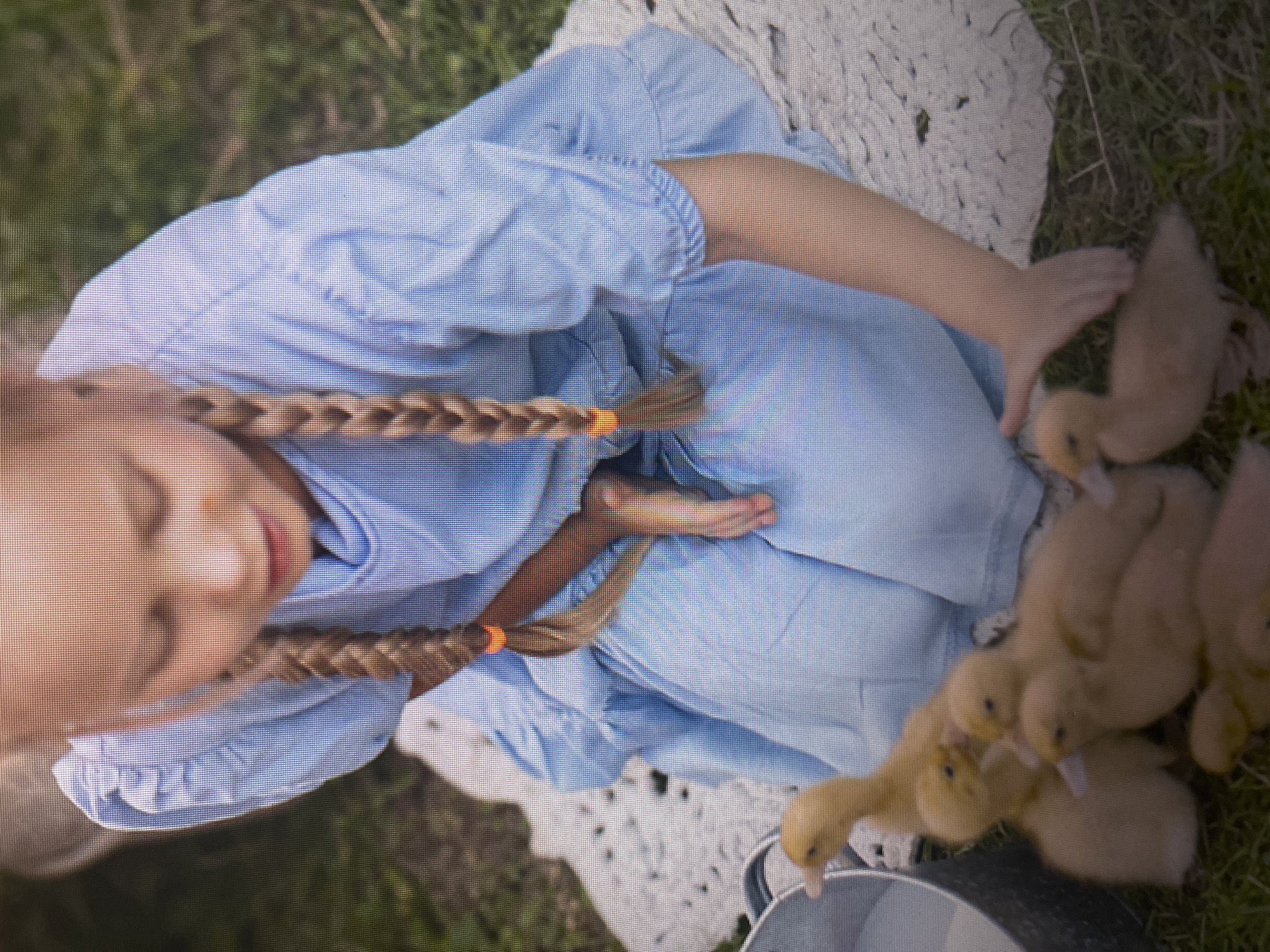 The image depicts a young Caucasian girl with blonde hair in two braids, wearing a light blue dress. She is sitting on a white blanket outdoors, with a grassy area visible in the background. Several small, yellow ducklings are gathered around her, and she is reaching out to one of them. A metal bucket, possibly containing liquid, is visible on the left side of the image. The scene appears to be a peaceful interaction between the child and the animals. The provided image does not contain any information that would allow for the identification of its location within the city of Izhevsk, Russia, or any other specific geographical area.