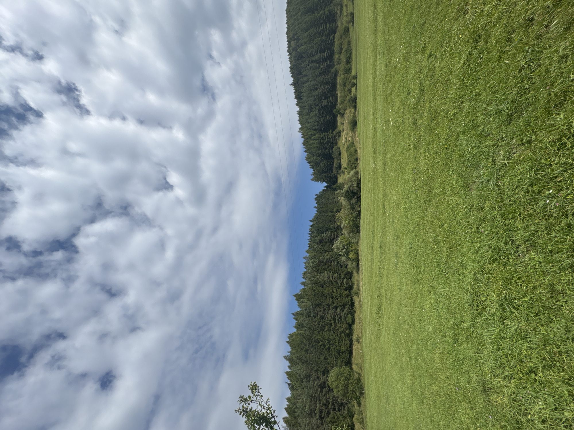 This is a vertical, eye-level, wide-angle shot of a grassy field leading to a dense forest under a cloudy sky. The field occupies the bottom two-thirds of the image and is covered in bright green grass with some sparse white and purple wildflowers. A single tree branch with green leaves extends from the left edge of the frame into the upper left quadrant. The forest, comprised of tall, dark green coniferous trees, forms a horizontal line across the middle of the image. Above the forest, the sky is a mixture of blue patches and large, billowy white clouds. Thin, horizontal power lines are visible against the sky in the upper right portion of the image, running from right to left. The environment appears to be rural, possibly a meadow bordering a forest, with no people or animals visible. The scene is consistent with the natural landscape found in and around the village of Čičmany, Slovakia.