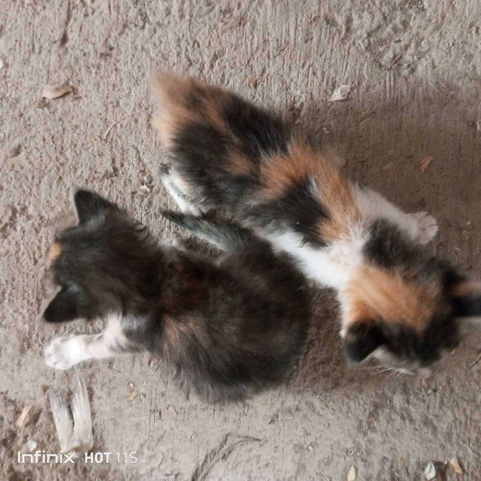 Two calico kittens are lying on a gritty, light brown surface. One kitten is mostly black with patches of white and orange, and its head is facing left. The other kitten is primarily orange and black with some white, and its head is facing right. Both kittens appear to be resting or sleeping. The surface has a rough texture with some debris, such as small leaves or twigs, scattered across it. The scene is outdoors, likely on a ground or dirt path. There are no people visible in the image. The location is identified as Sukaslamet, Indonesia.