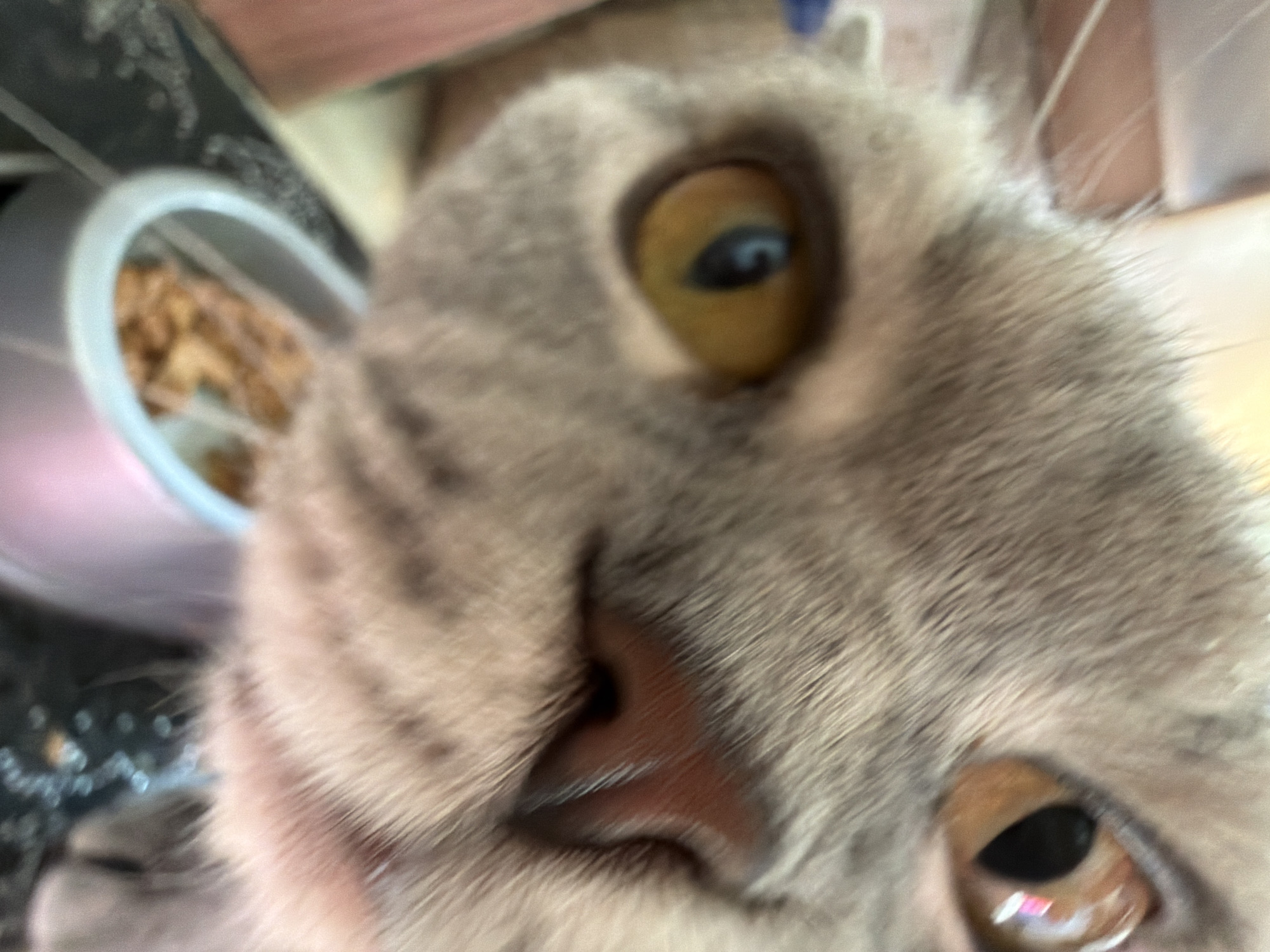 A very close-up, low-angle shot captures the face of a cat, filling most of the frame, in what appears to be an indoor setting in Perm, Russia. The cat has soft, light grey-brown fur, possibly with subtle tabby markings, and prominent, large, round golden-amber eyes with dark, dilated pupils. Its pinkish-brown nose and parts of its muzzle are clearly visible and relatively in focus, positioned centrally in the image. The extreme proximity to the camera creates a slight wide-angle or fisheye distortion effect, enhancing the sense of direct interaction.
In the blurred upper left background, a white or light-colored bowl can be seen containing dry pet food, likely cat kibble. Other background elements are out of focus but suggest a domestic environment, possibly a floor or furniture. The lighting is soft and consistent with indoor conditions. The cat's expression is one of curiosity and direct attention towards the camera. There is no visible text in the image. The scene suggests an intimate moment, perhaps a playful interaction or the cat investigating the camera.