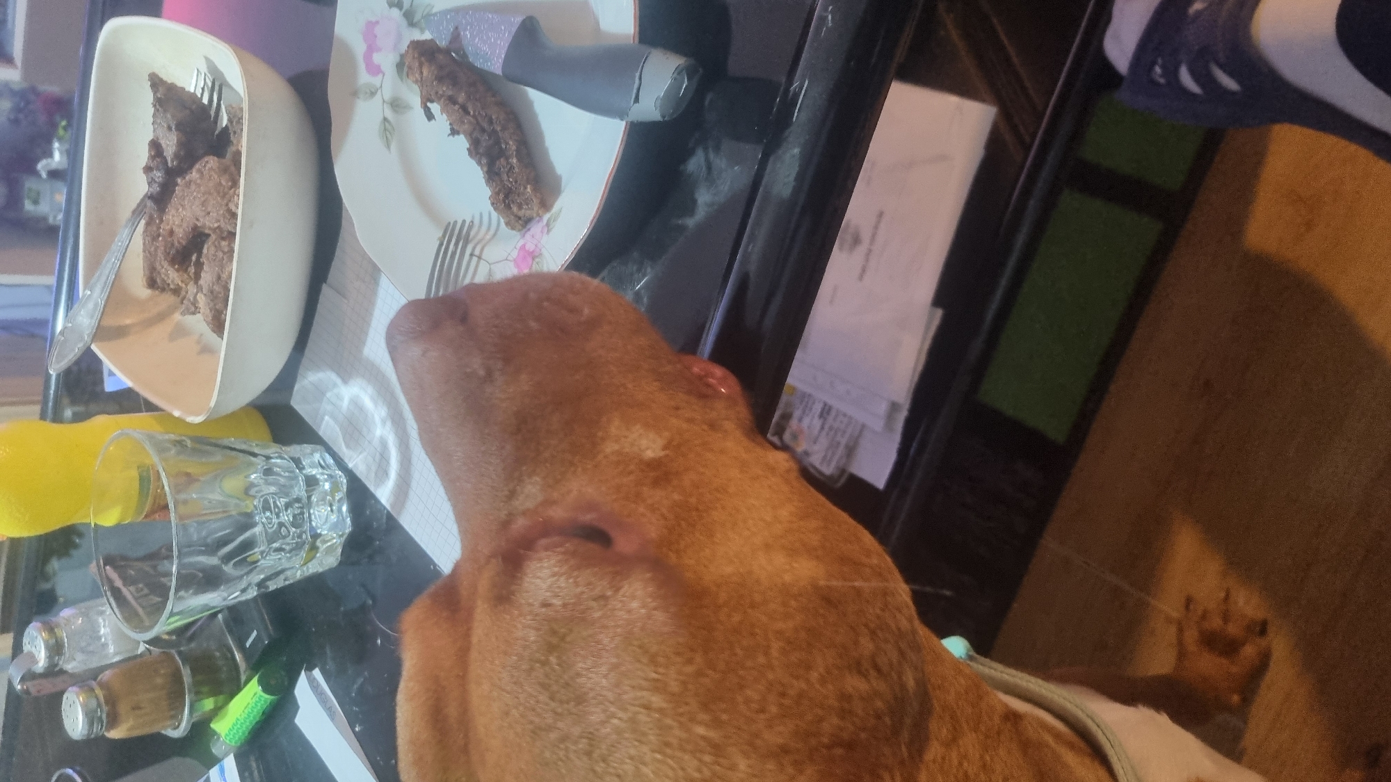 A close-up, slightly tilted, eye-level shot shows a table surface crowded with various items, most notably food and dining implements, along with the head and part of the body of a light brown dog. The dog’s head is positioned centrally, with its right eye clearly visible. To the left of the dog's head, there’s a white bowl containing pieces of meat, and a fork is resting inside the bowl. A plate with a floral pattern sits nearby, holding what appears to be a long piece of meat, and a knife and fork are laid out on the plate. A glass, a yellow bottle, and several small containers, possibly condiments, are also on the table. Papers are stacked on the table as well. In the upper right corner of the frame, a foot wearing a dark shoe is partially visible. The lighting in the room appears to be somewhat dim.