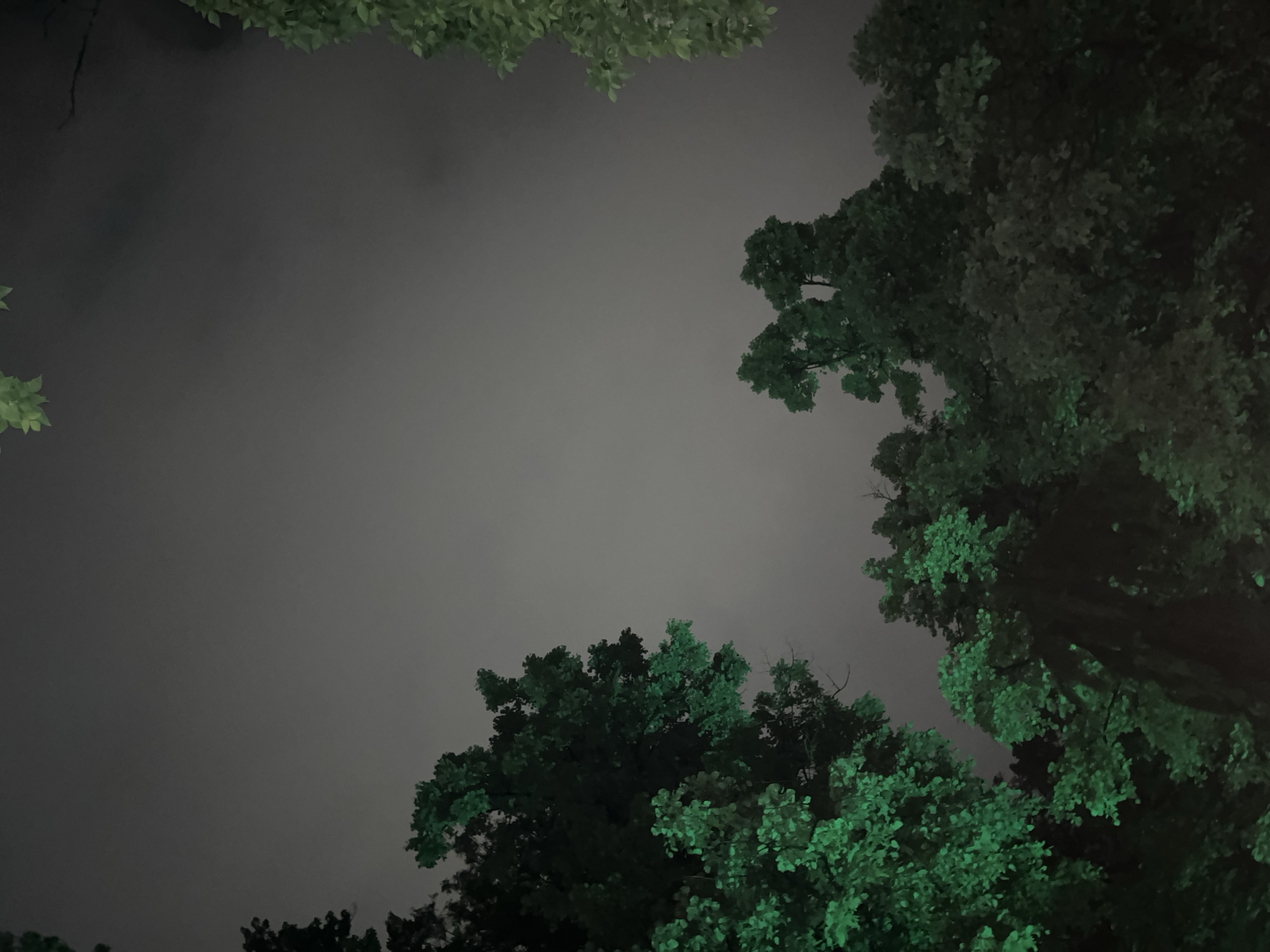 The image depicts a nighttime view looking up through tree branches towards a cloudy sky. The trees are illuminated with a greenish light, possibly from streetlights or artificial sources. The exact location within the city of Plovdiv, Bulgaria, cannot be determined without additional information or context. There are no people visible in the image. The primary subjects are trees and the night sky. The objects are leaves, branches, and clouds. There are no visible actions or interactions. The environment is a dimly lit urban or suburban area at night.