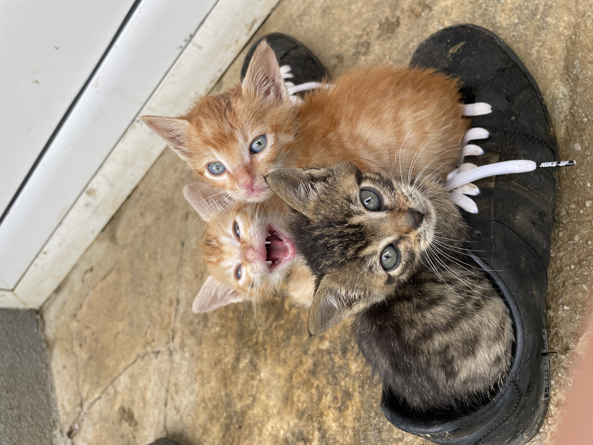 The image shows three kittens huddled inside a black shoe. Two of the kittens are orange and the third is a tabby. One of the orange kittens has its mouth open. The shoe is on a concrete surface. The location is Zlatograd, Bulgaria.