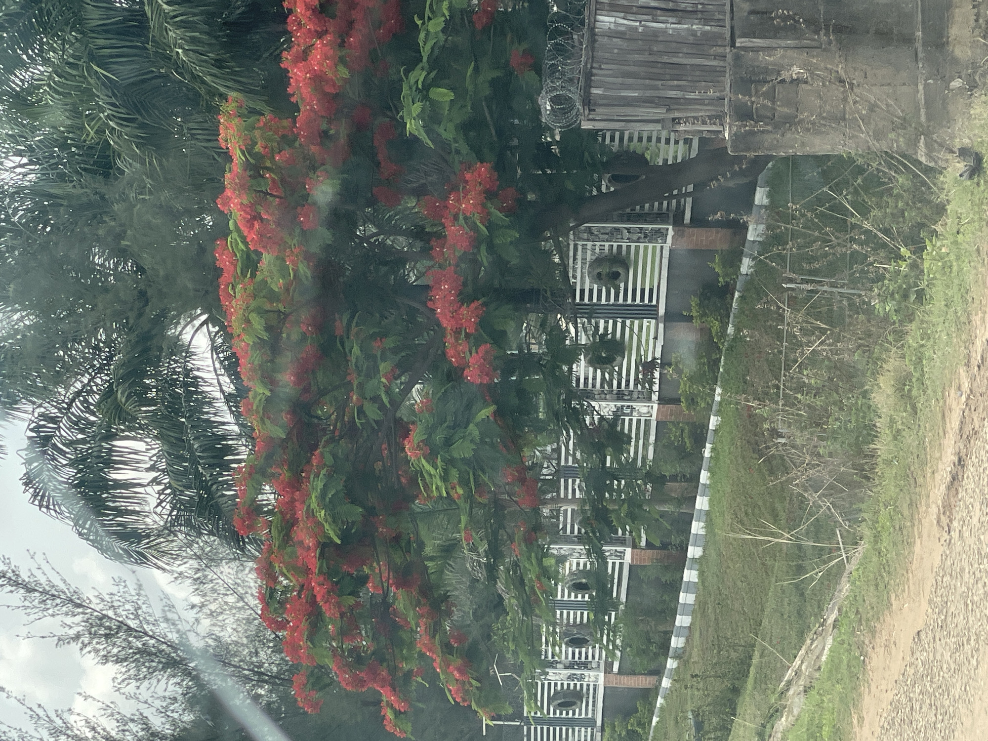 The image shows a view in Akwanga, Nigeria. A flowering tree with red blossoms dominates the view in front of a white metal fence. Beyond the fence are trees and a weathered wooden structure topped with barbed wire. The immediate foreground includes grass, dirt, and vegetation. The sky is overcast. The overall scene appears slightly blurred, possibly viewed through a car window.