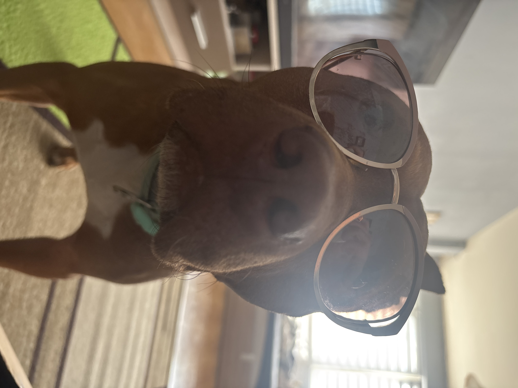 A low-angle, close-up photograph captures a brown and white dog wearing stylish sunglasses, looking directly towards the viewer. The image is rotated, showing the dog's head and upper body turned sideways. The dog's prominent snout and a portion of its mouth are central, framed by a pair of sunglasses with light-colored frames and tinted lenses. A light blue or teal collar is visible around the dog's neck.
The dog's fur is a rich brown, with white markings visible on its chest and possibly under its chin. Its front leg is partially visible to the left, resting on a textured surface. The background is softly blurred but suggests an indoor setting during daylight hours. To the left, a vibrant green object, possibly a rug or cushion, and a neutral-toned patterned surface are visible. The upper right and background behind the dog's head show light-colored walls or interior structures, with reflections in the sunglasses hinting at windows or a bright light source. No specific location cues for Sofia, Bulgaria are present in the visual details, and there is no visible text. The overall impression is one of a playful or "cool" pet portrait.