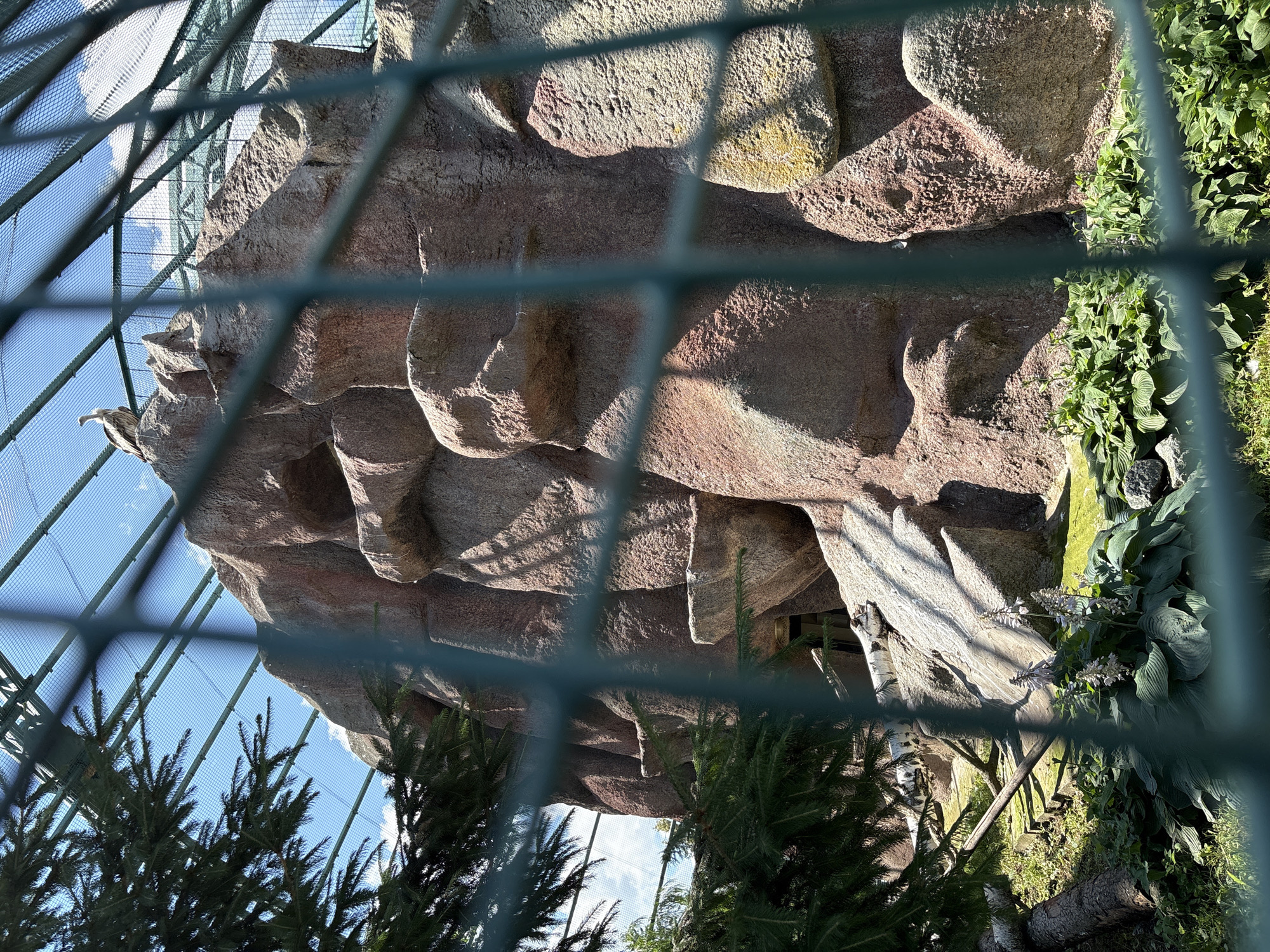 A bird is perched on top of a large rock formation within an aviary. The rock formation is textured and appears to be made of artificial material. A net enclosure covers the top of the aviary, and a large evergreen tree branch extends into the foreground from the left. In the lower part of the image, green foliage and some plants with white flowers are visible at the base of the rock formation. The ground is covered with grass and some fallen logs. The scene is illuminated by sunlight, casting shadows. The location is described as Unknown, Unknown.
