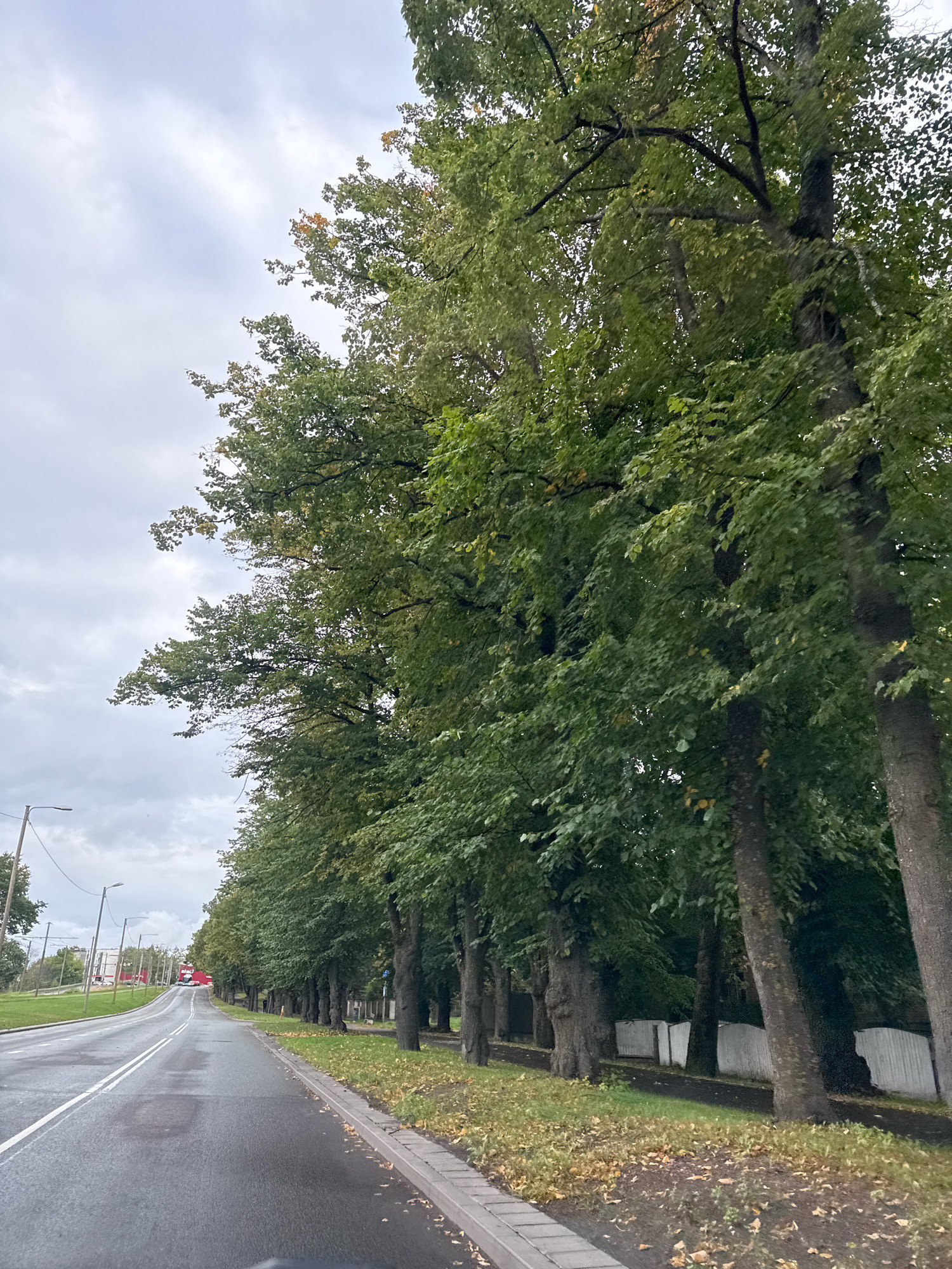 This image captures a tree-lined street in Tallinn, Estonia, under an overcast sky. A wet asphalt road, marked with double white lines, curves into the distance, suggesting it's a moderately busy thoroughfare. On the right side of the road, a row of mature trees with full green foliage forms a natural canopy. The ground beneath the trees is covered with fallen leaves, indicating the autumn season. On the left side of the road, there are streetlights, a sidewalk, and some distant buildings. The overall atmosphere is subdued, likely due to the cloudy weather.