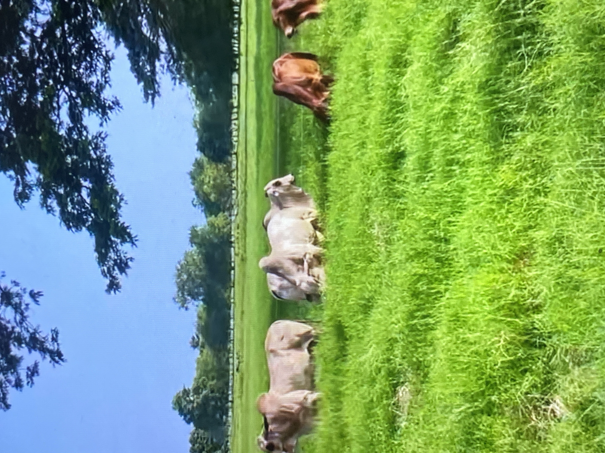 The image depicts a serene, sunny daytime scene set in a sprawling, vibrant green pasture, characteristic of a rural landscape like Tinaquillo, Venezuela. Several cattle, likely a zebu breed such as Brahman due to their distinct humps, are scattered across the field. In the foreground and mid-ground, two cattle exhibit a light brown or greyish-white coat, while two other cattle further back appear reddish-brown. They are either grazing or standing calmly amidst the tall, rich green grass.
The sky above is a clear, bright blue, suggesting fair weather. The scene is framed by abundant foliage; dark green trees line the left side of the image and form a dense backdrop, indicating a natural and verdant environment. The overall impression is one of tranquility and pastoral life under a wide-open sky. No visible text is present in the image.