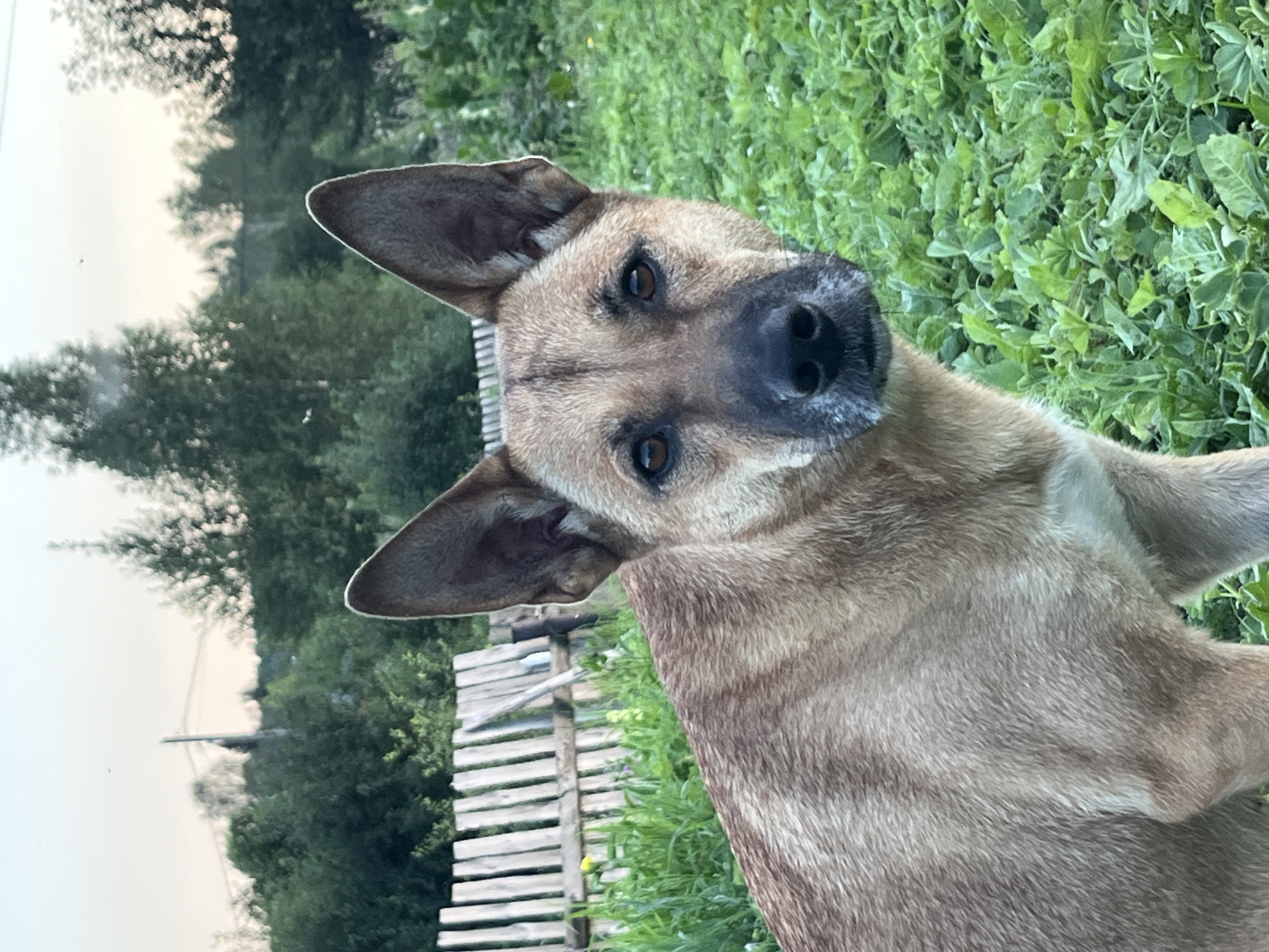 An outdoor, medium shot captures a medium-sized dog with light brown fur, dark brown eyes, and large, erect ears. The dog's snout is dark, with a white ruff around its muzzle. It is standing in a grassy area with lush green foliage in the foreground and middle ground. In the background, a rustic wooden fence is visible, along with trees and a pale sky. The scene appears to be in a rural or semi-rural setting, possibly a backyard or a field. There is no indication of the city of Nizhny Tagil, Russia within the image itself.