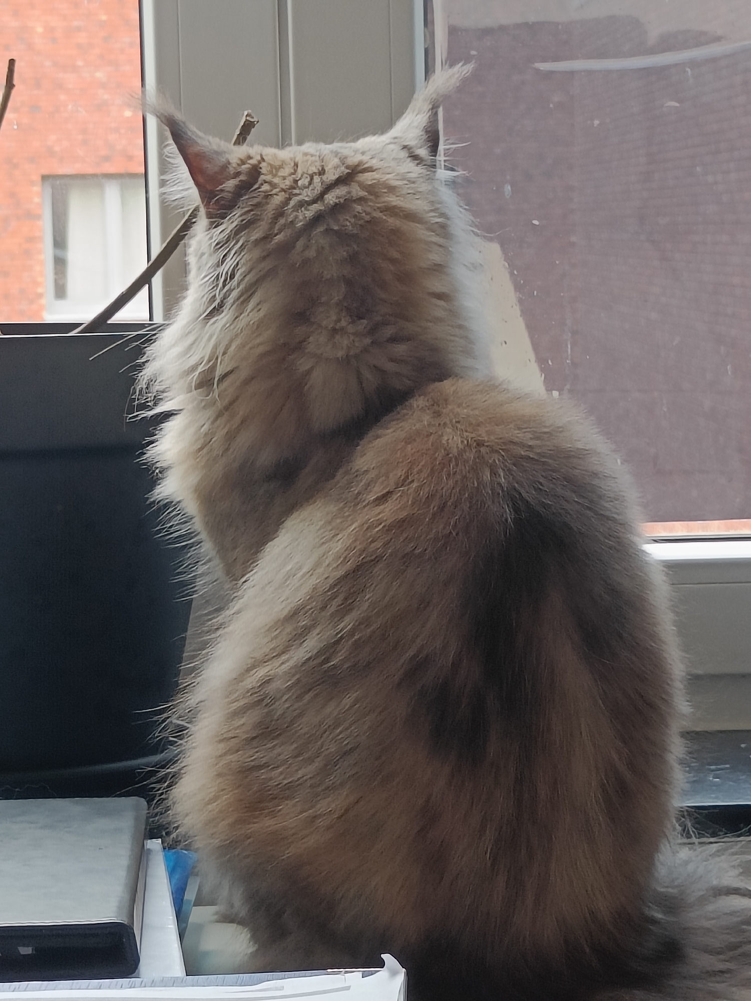 The image captures a rear view of a large, fluffy, light brown cat with dark tabby markings, sitting on a windowsill in an indoor environment. The cat is facing away from the camera, looking out a window. Behind the cat, the window shows a brick building with a white-paned window, suggesting an urban or suburban setting. A thin, dry twig is positioned in front of the cat's left ear, extending upwards. The windowsill itself appears to be a dark surface, possibly made of stone or dark wood, and is cluttered with various objects, including what looks like a slim, dark electronic device and stacks of papers or books. The overall impression is of a domestic setting, likely a home or office, with the cat observing the exterior world. The specific location in Leuven, Belgium cannot be determined from the image alone.