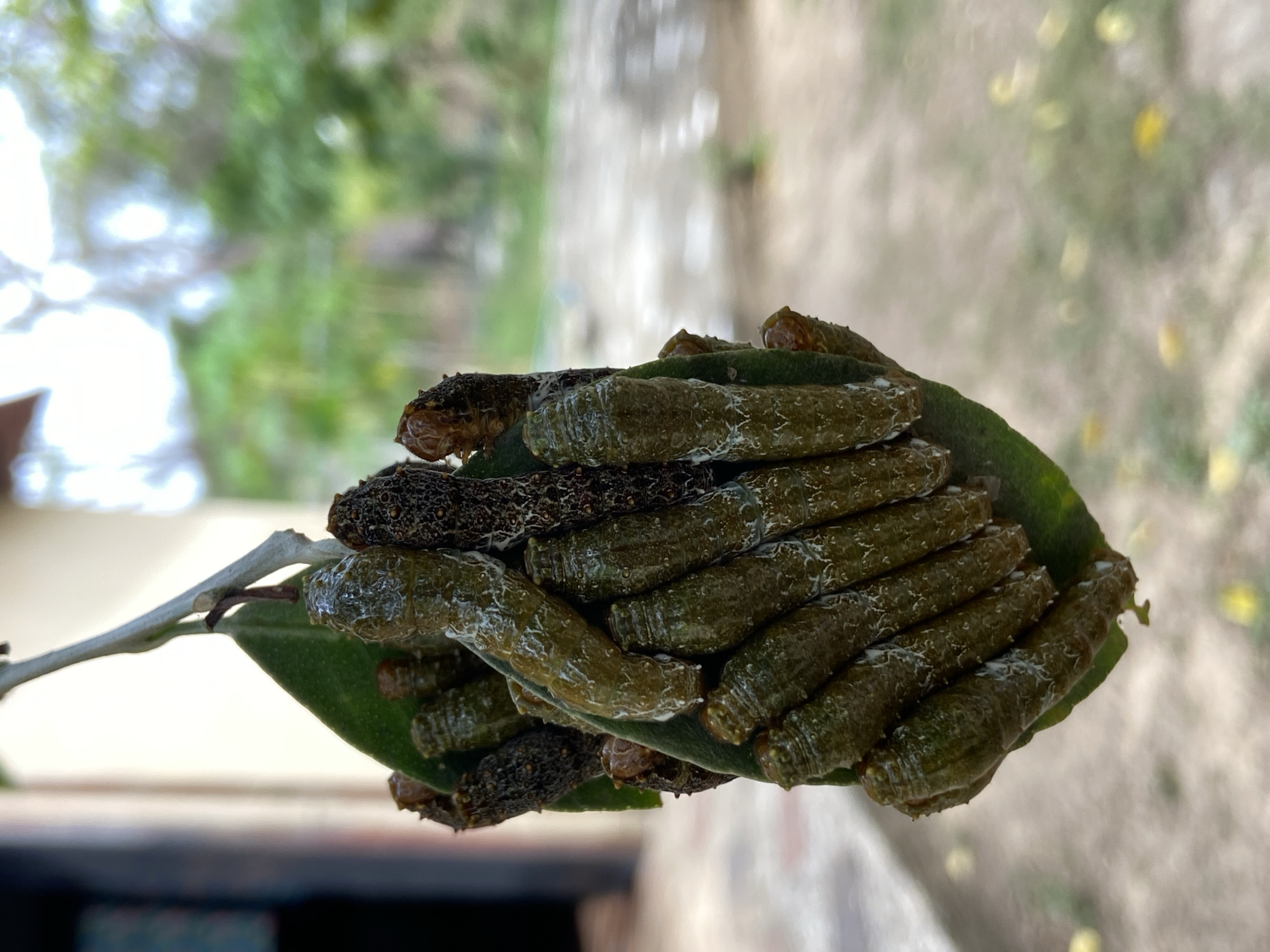 The image shows a close-up of a leaf with a cluster of caterpillars on it. Some of the caterpillars are dark brown and textured, while others are green and smoother. The caterpillars are densely packed on the leaf, which appears to be part of a branch. The background is blurry, showing a mixture of greenery, a building, and a dirt or stone surface. The location is stated to be Los Velásquez, Venezuela.