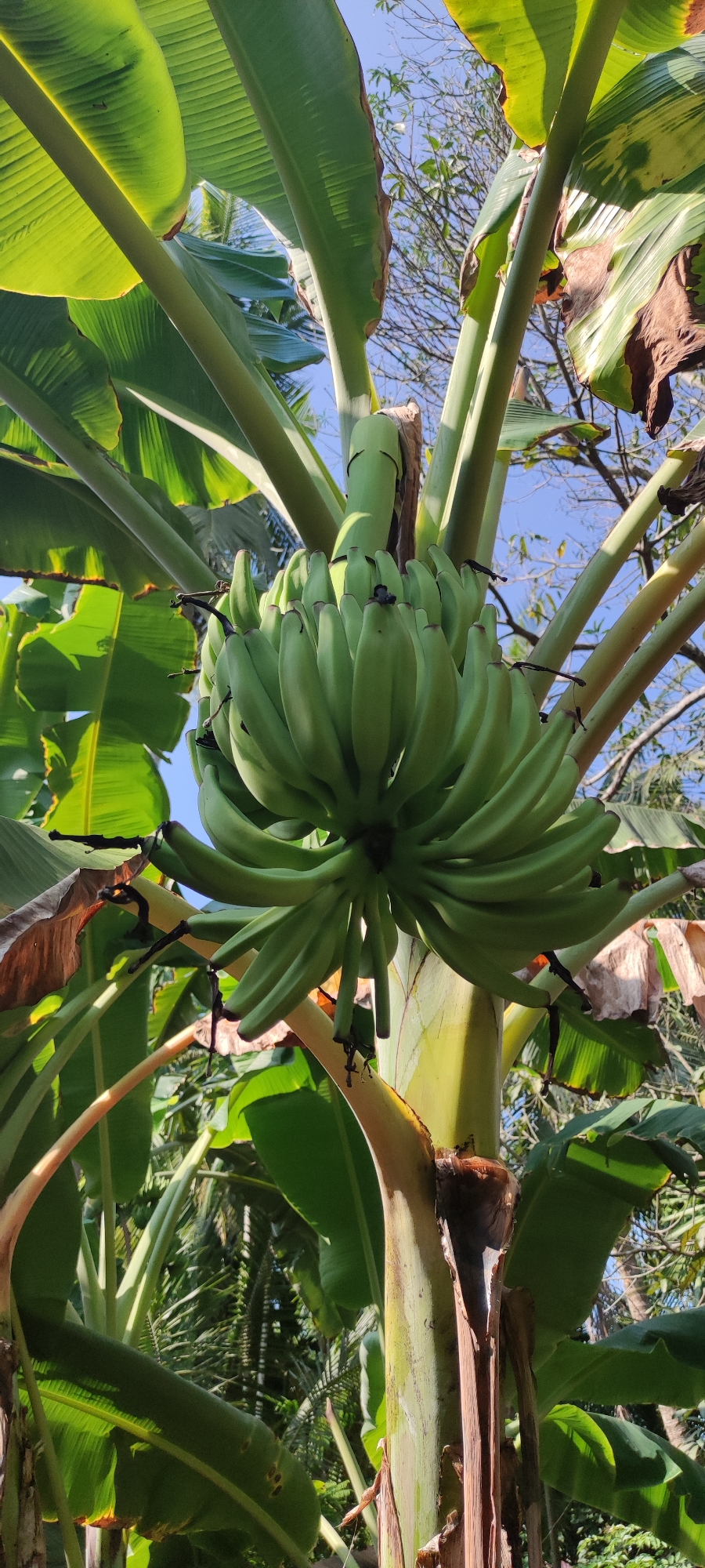 An outdoor, eye-level, medium shot captures a bunch of unripe green bananas hanging from a banana tree. The bananas are arranged in several hands, with some hands pointing upwards and others downwards. The banana tree has large, vibrant green leaves that surround the fruit. The trunk of the tree is thick and segmented with a yellowish-green hue, and some dry, brown leaves are visible, one of which is torn and peeling away from the trunk. The background consists of a clear blue sky and the branches of other trees. The lighting suggests a sunny day, with light filtering through the leaves and casting shadows. The scene is located in the city of Payakumbuh, Indonesia.