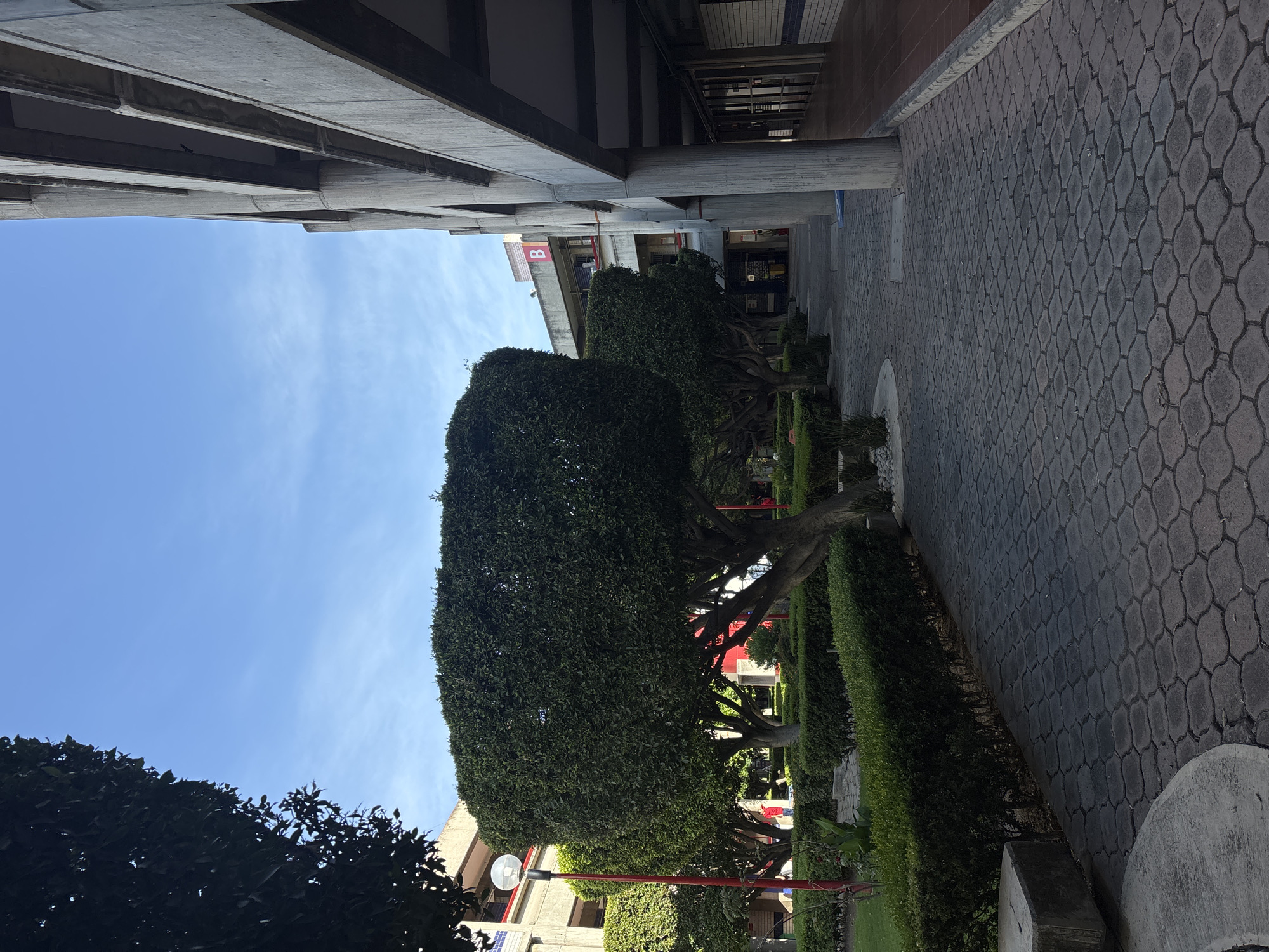The image depicts a scene in San Bernardino Tlaxcalancingo, Mexico. A paved pathway runs along the right side of the image. Along the pathway are manicured hedges and large, rounded trees. Concrete buildings with multiple levels are visible on both sides, appearing under a mostly clear blue sky. The perspective is slightly tilted. A red sign with a white "B" is visible on one of the buildings. A red post supports a street light, and a glimpse of buildings beyond the trees.